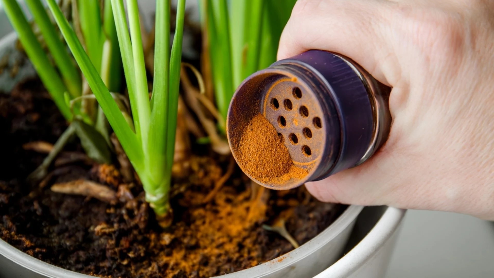 Поръсете стайните растения с канела и вижте какво ще стане