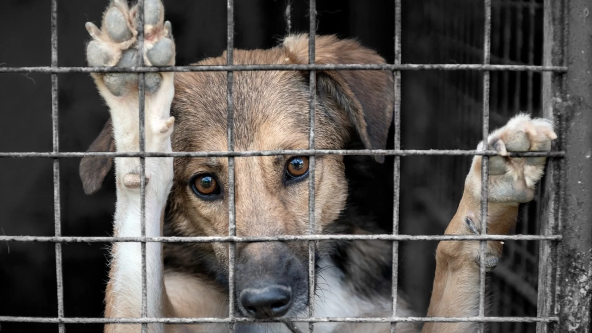 Щом може за децата, може и за животните: Искат създаване на Национална агенция за закрила