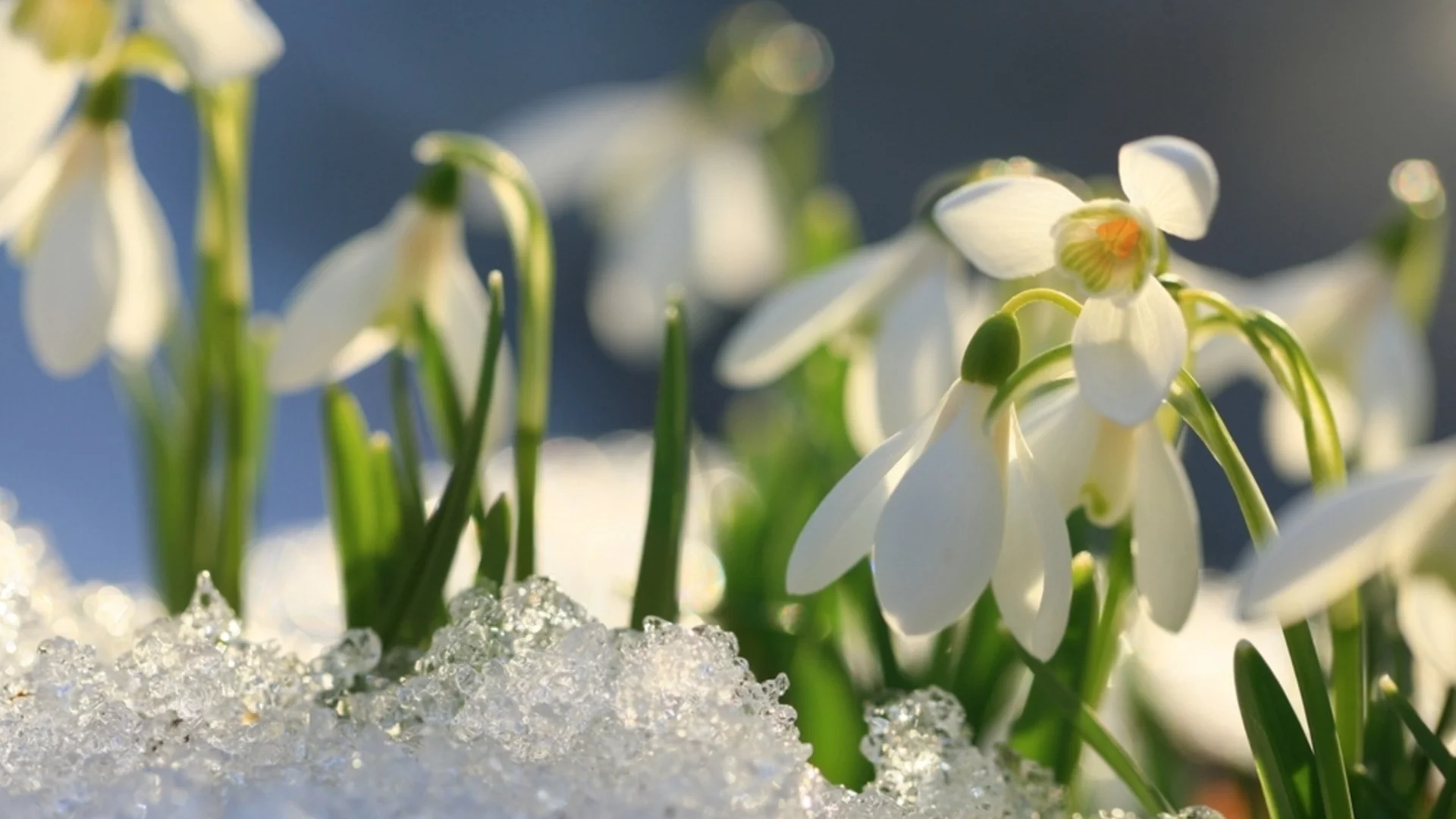 От 3 до 15 градуса. Времето утре - 6 февруари 2026 г. 