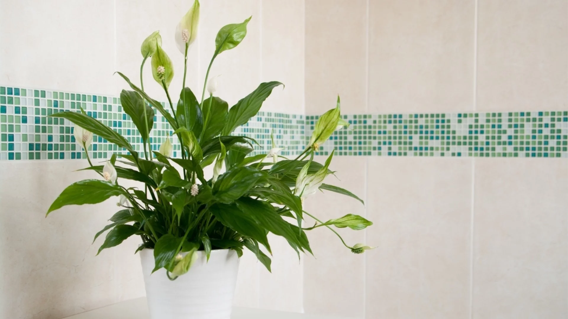 Защо мирната лилия отказва да цъфти?