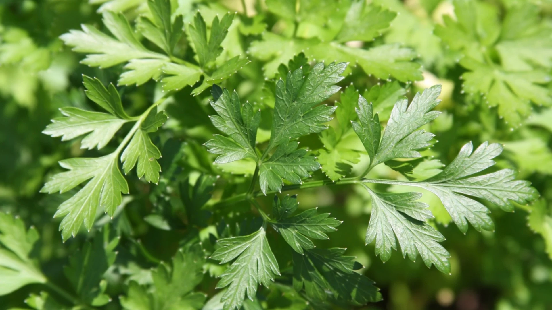 Защо старите градинари засаждат магданоз до розите