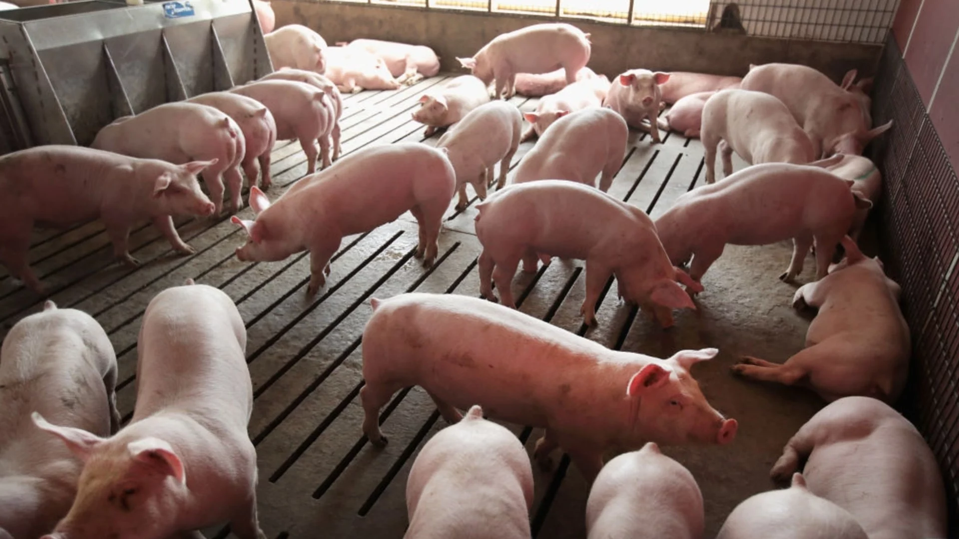 1/3 от случаите на чума по свинете в ЕС са от България, но несправедливост пречела да изнасяме месо