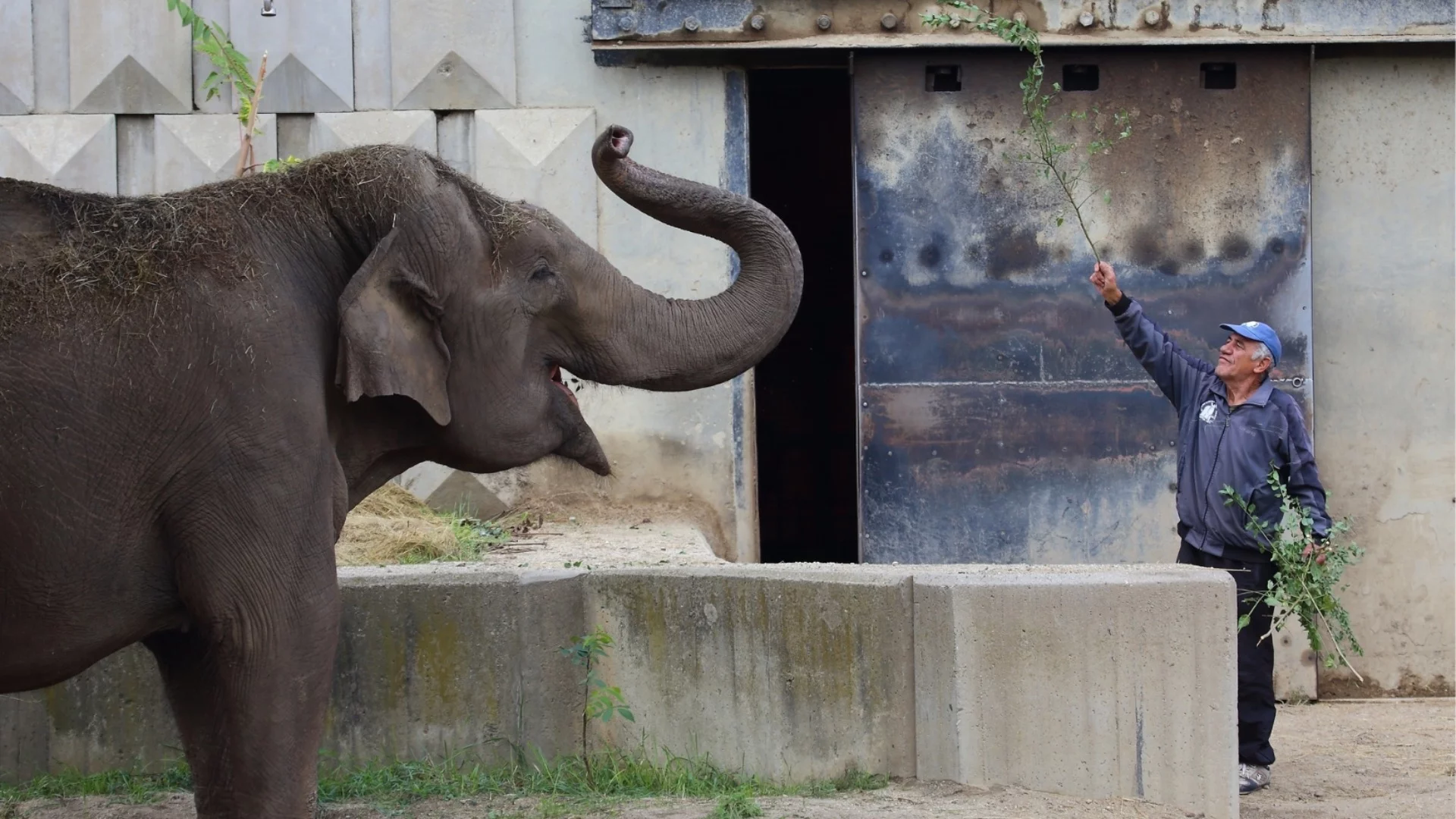 Тъжна вест: Почина "сърцето" на зоопарка в София