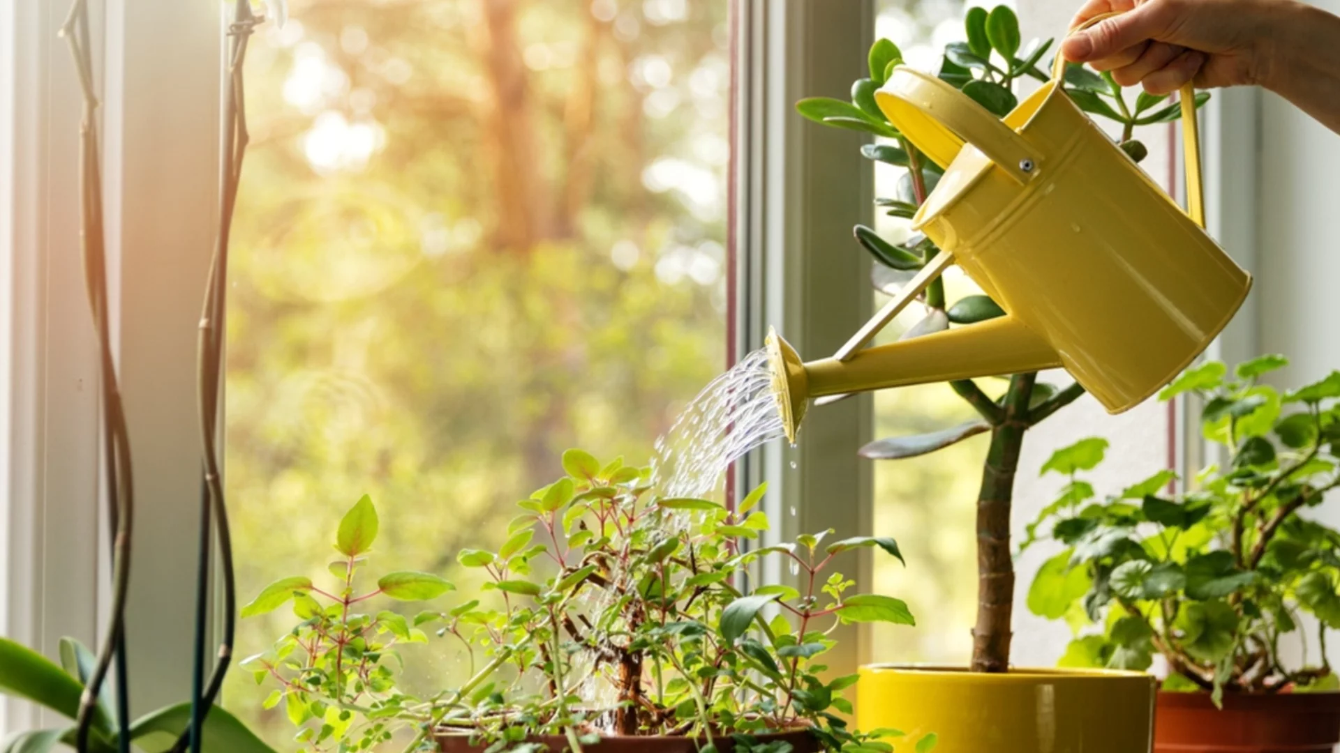 Златни правила за поливане на растенията