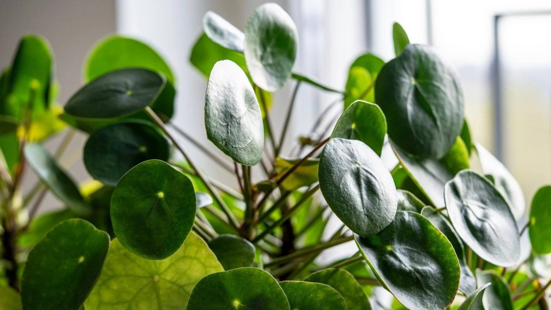 Как да се грижим за късметлийското растение, за да донесе пари в дома ни