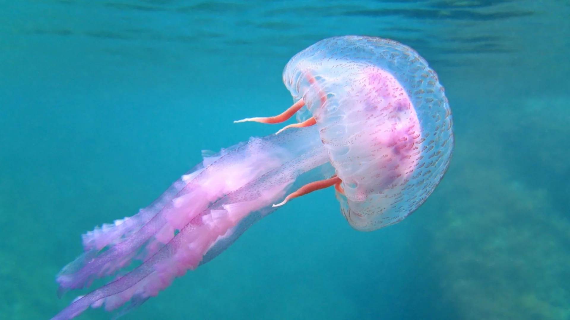 Пипалата й достигат до 10 метра: Заснеха гигантска медуза (ВИДЕО)
