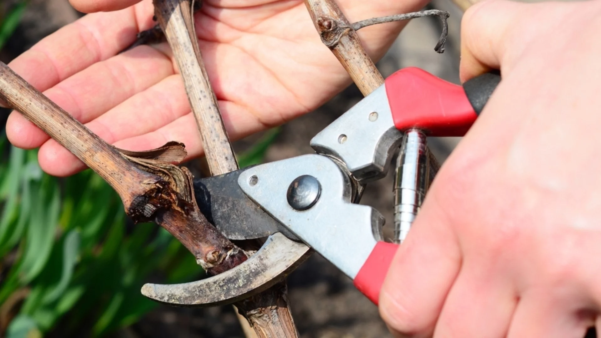 Февруари е пиково време за резитба на тези растения