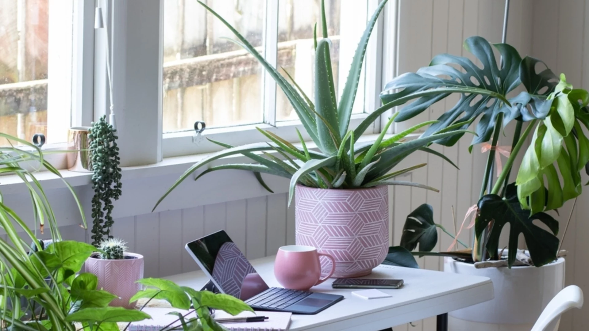 Как правилно да се грижите за растенията през февруари