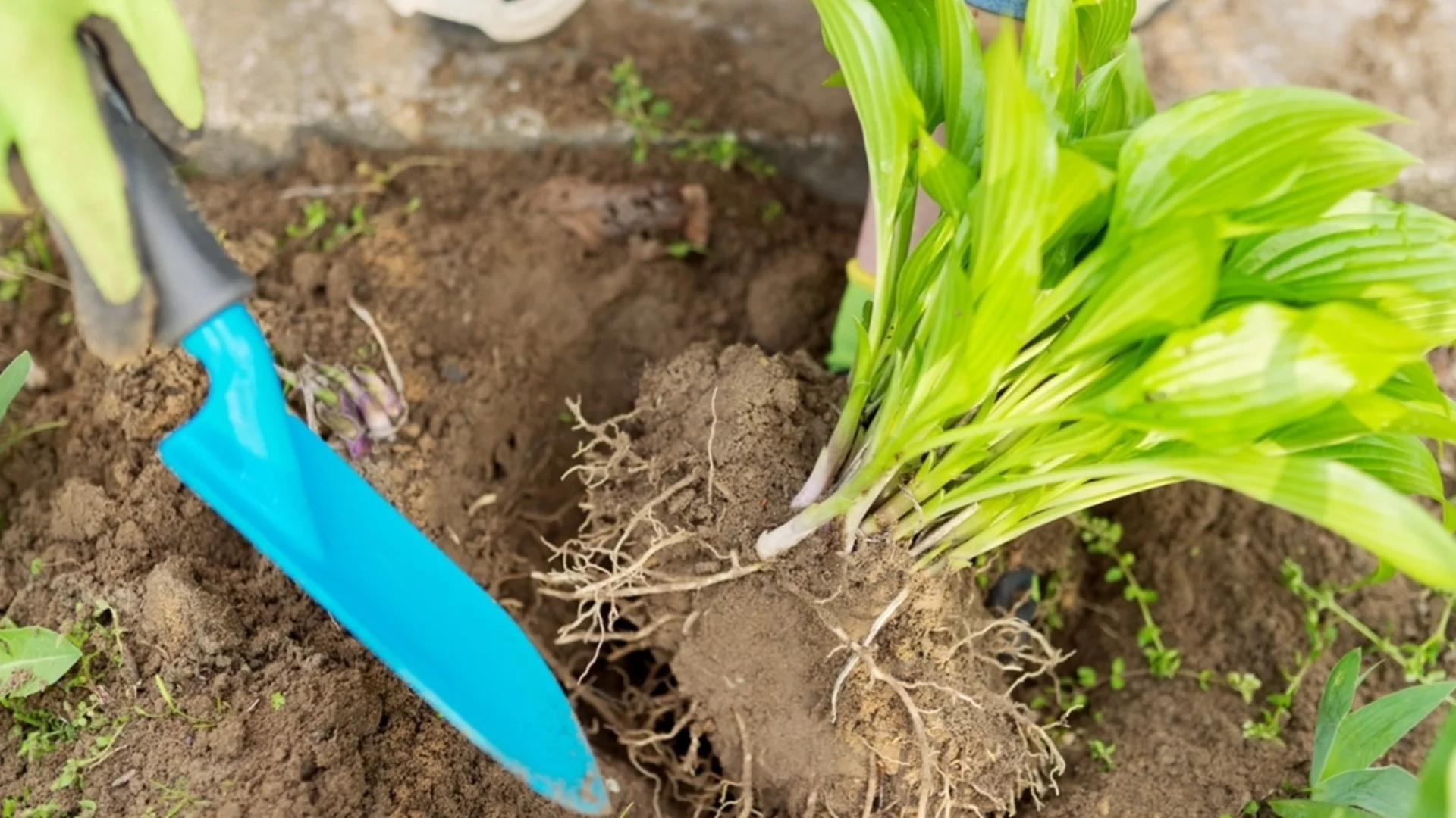 Растения, които може да разделите през февруари