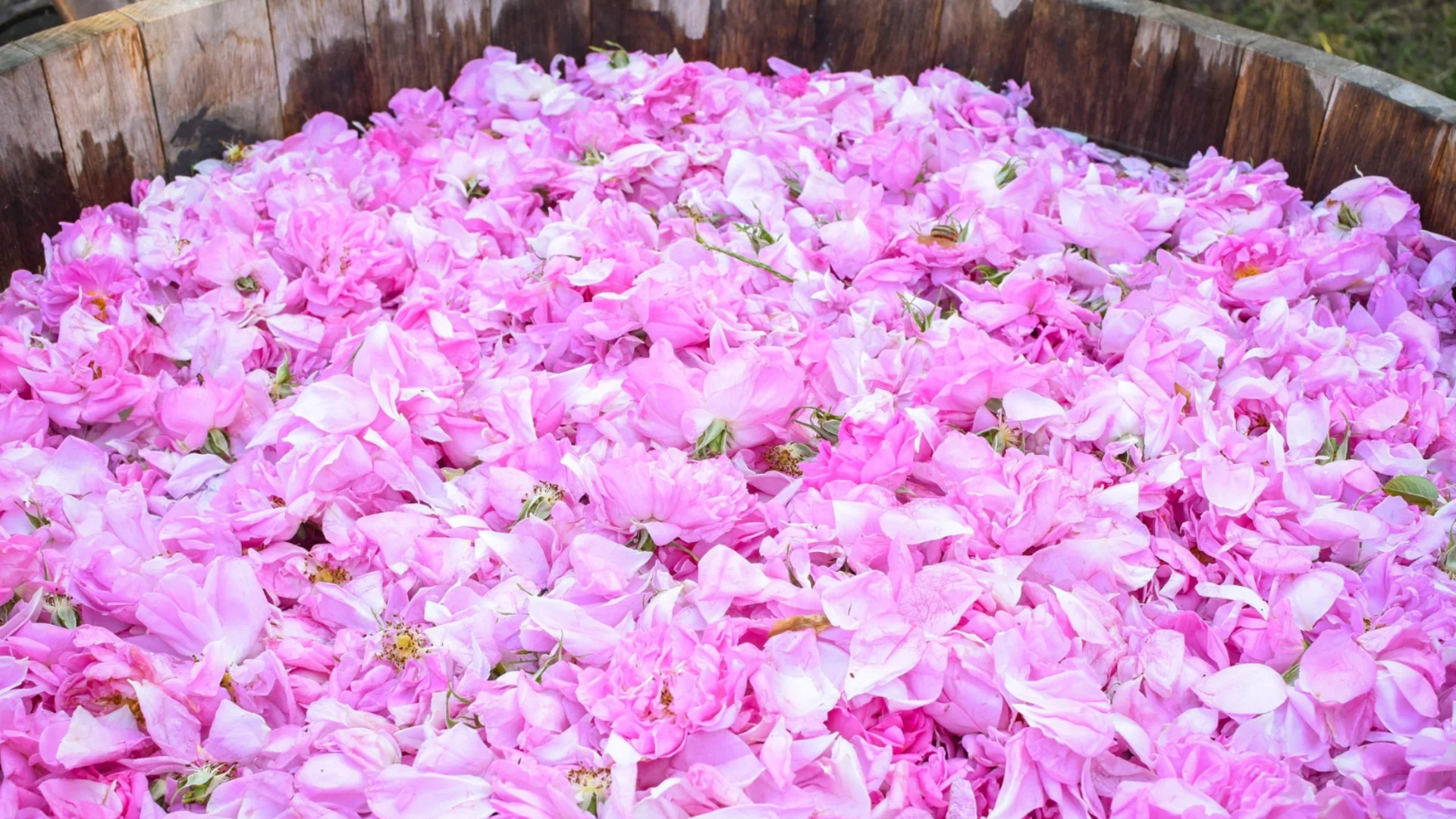 Процедурни хватки или липса на пари: Кое лиши стотици розопроизводители от държавна помощ?