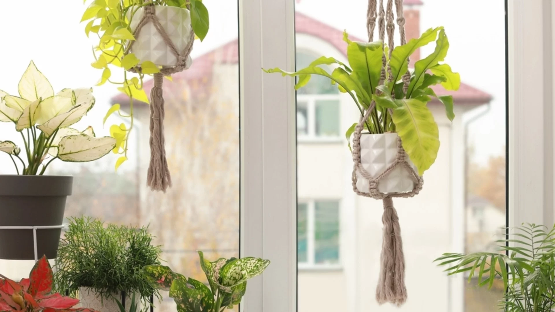 Какво означава „ярка, индиректна светлина“, когато става въпрос за стайни растения