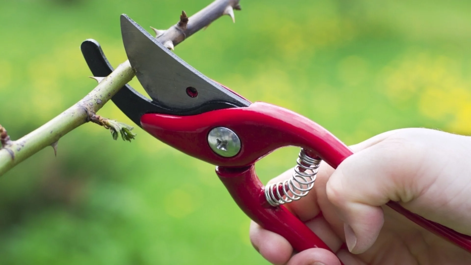 Растения и дървета, които трябва задължително да подрежете през февруари