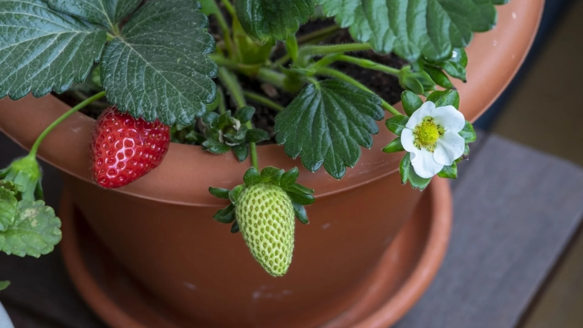 Време е засаждане на разсад ягоди: Какво трябва да знаете за него