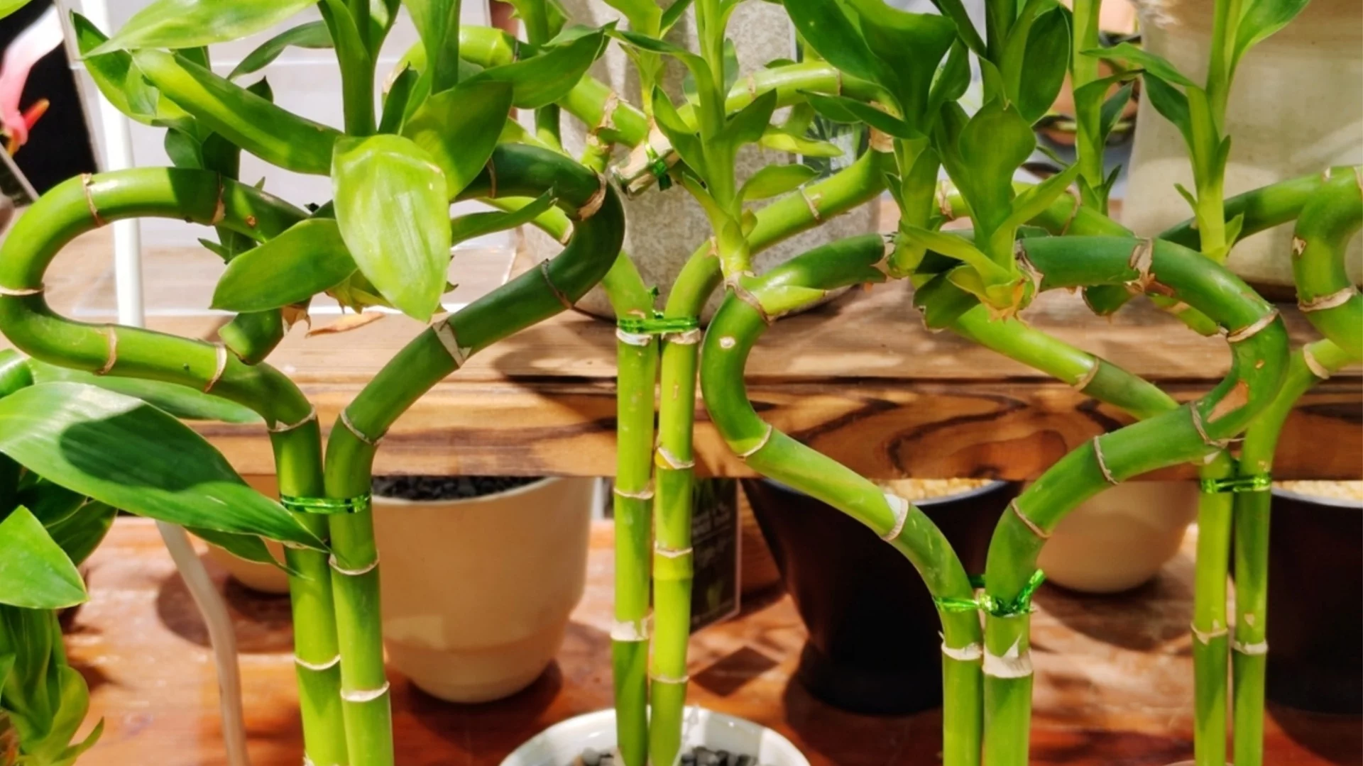 Как да отглеждате правилно бамбук на щастието