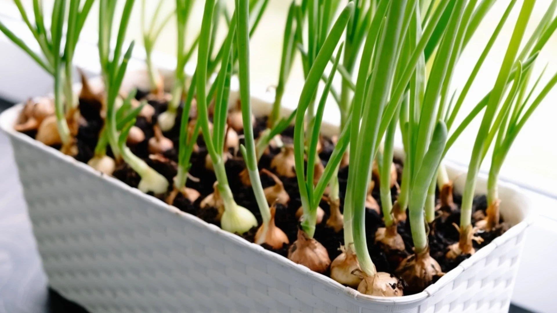 Как лесно да отгледате лук в контейнери