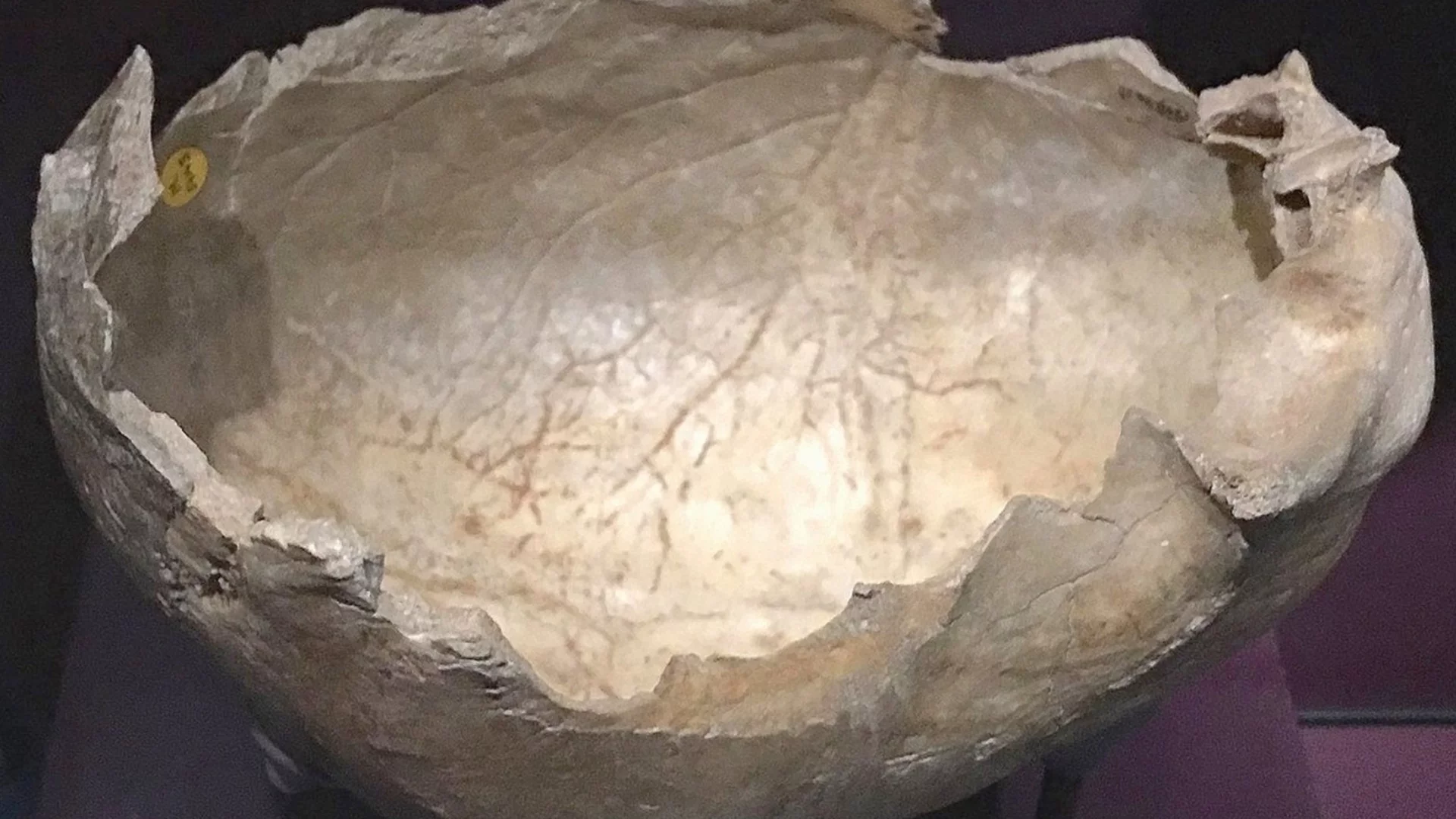 Откриха украшение на 7500 г. от череп на елен в Германия: Какво означава това?