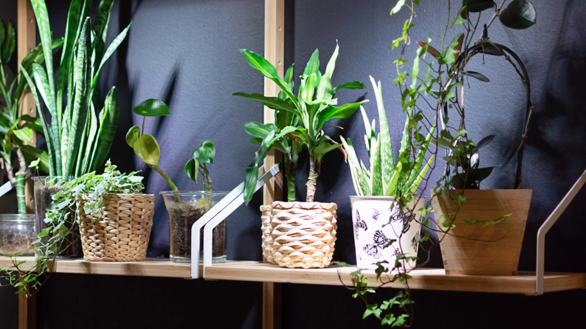 Стайни растения, които виреят под изкуствена светлина, според градинарите