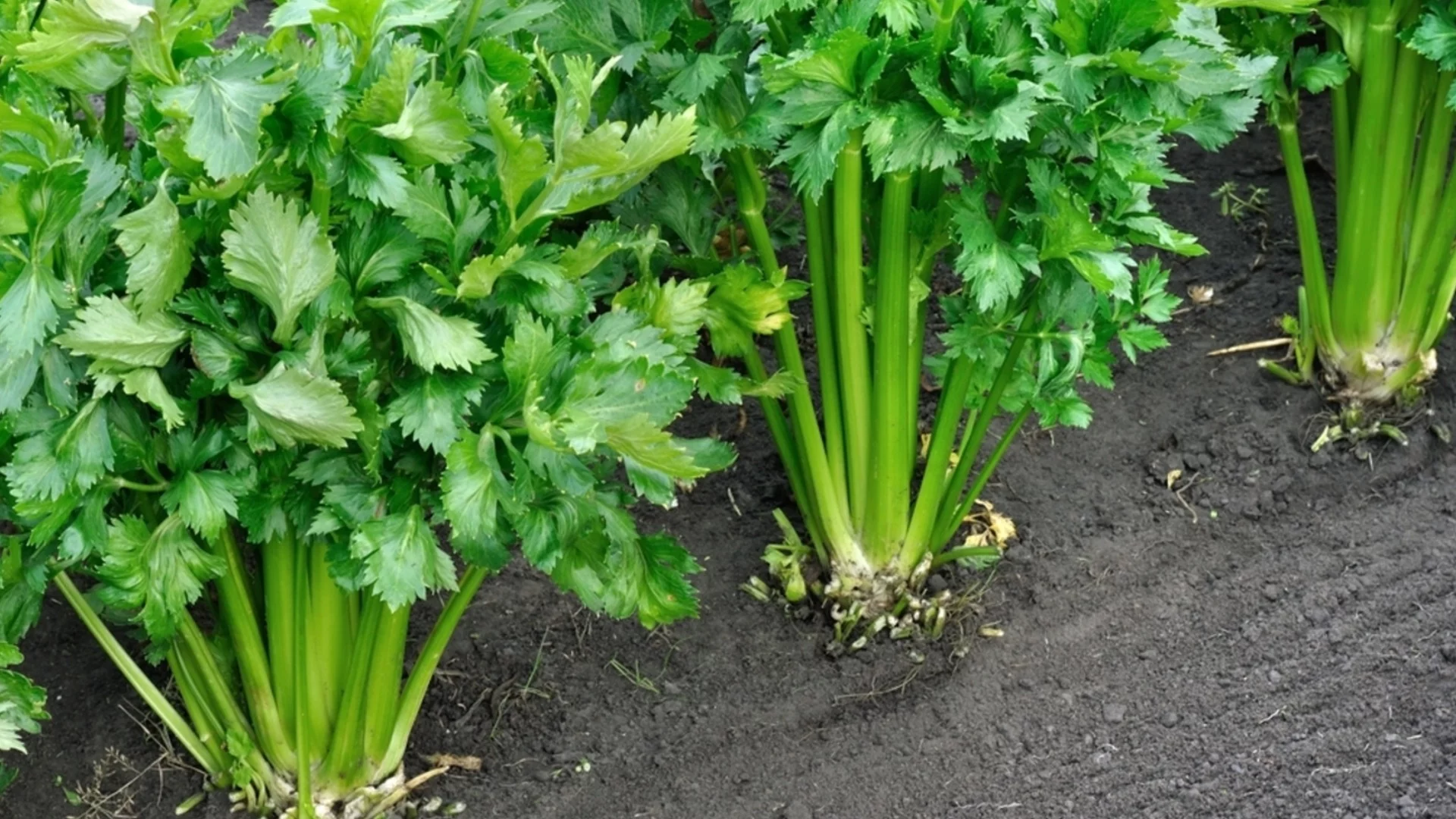 Отглеждане на целина от семена: Прост метод, който гарантира много здрави разсади