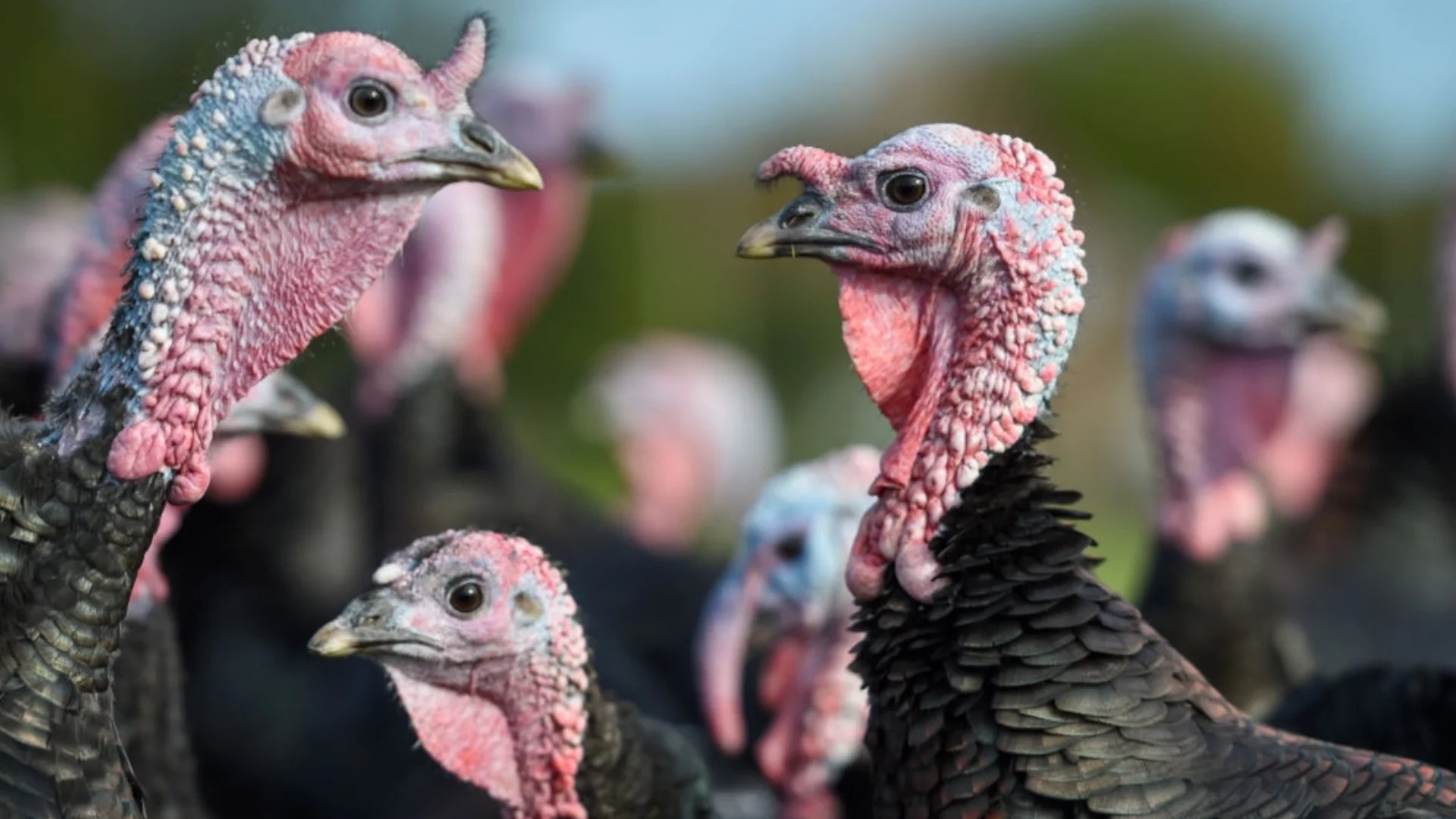 Специална пуешка операция: Окупация и терор в американски град (ВИДЕО)