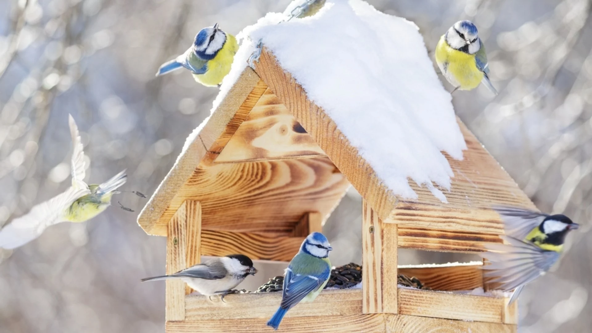 Малко сняг и после пролет. Седмична прогноза за времето от 9 до 15 февруари 2026 г. 