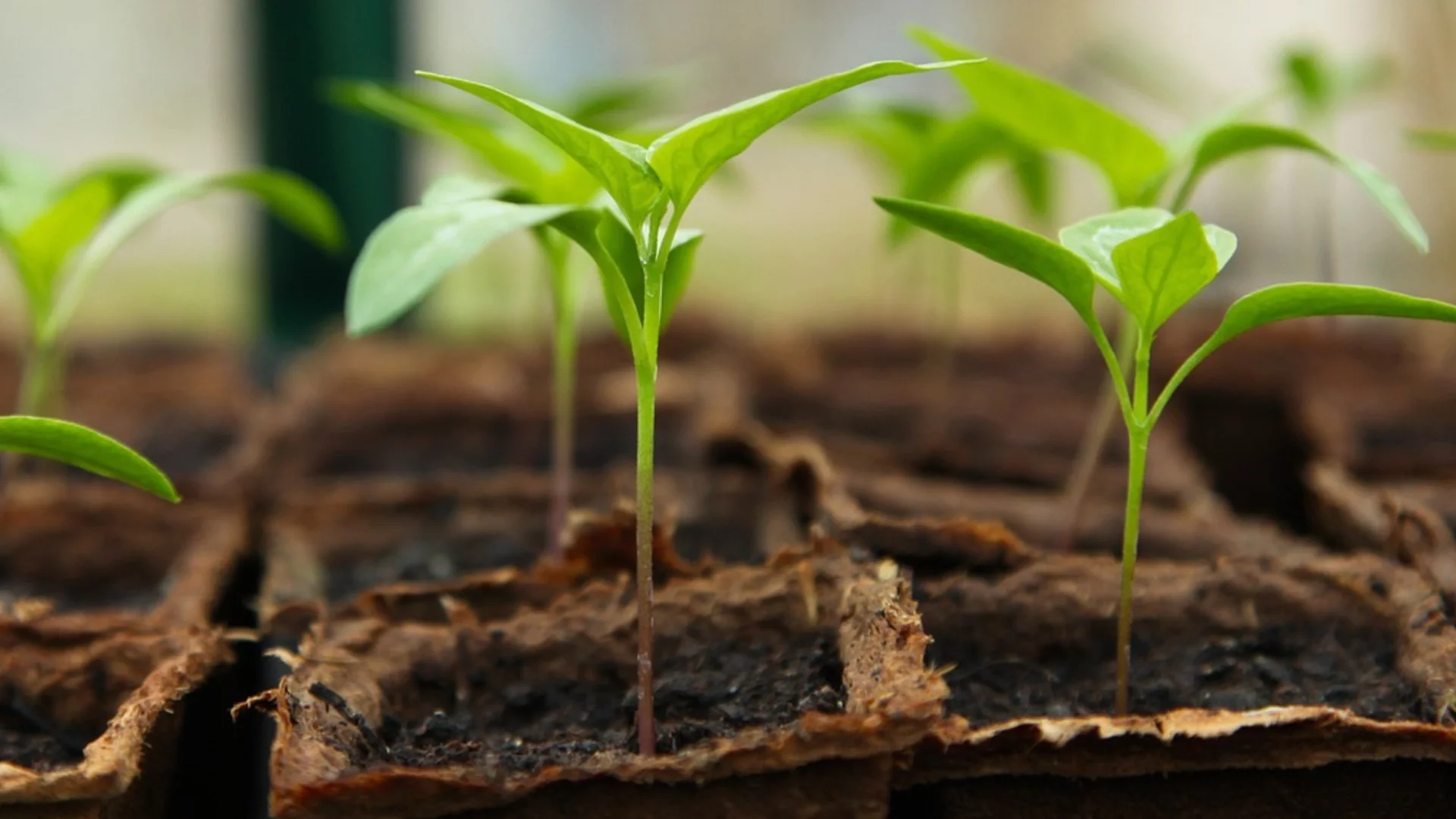 Как и кога да пресаждате разсад в стартови тави