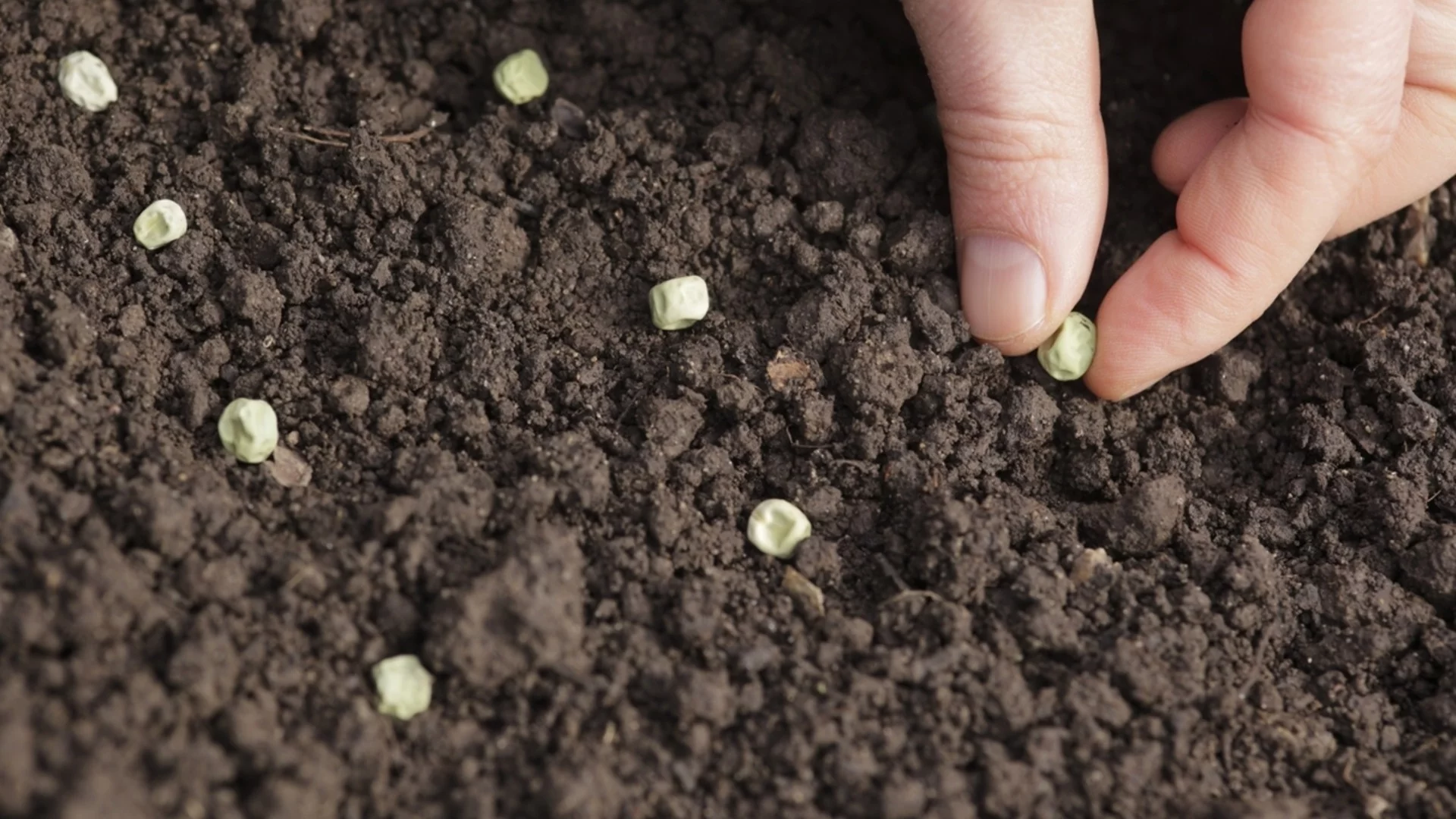 Ключова стъпка за засяване на семена, която умните градинари никога не пропускат