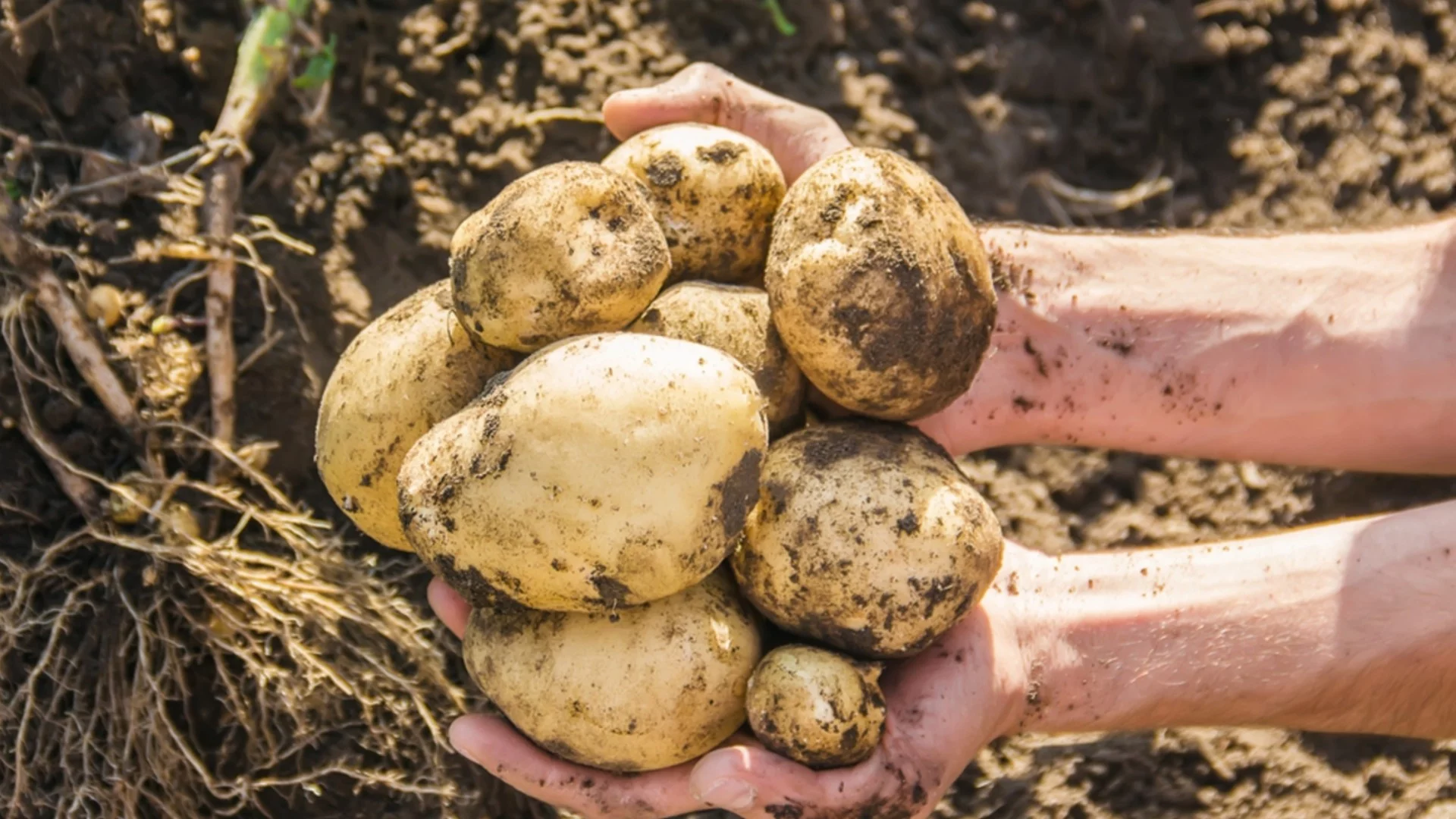 Kак да засадите картофи за разсад за по-голяма реколта