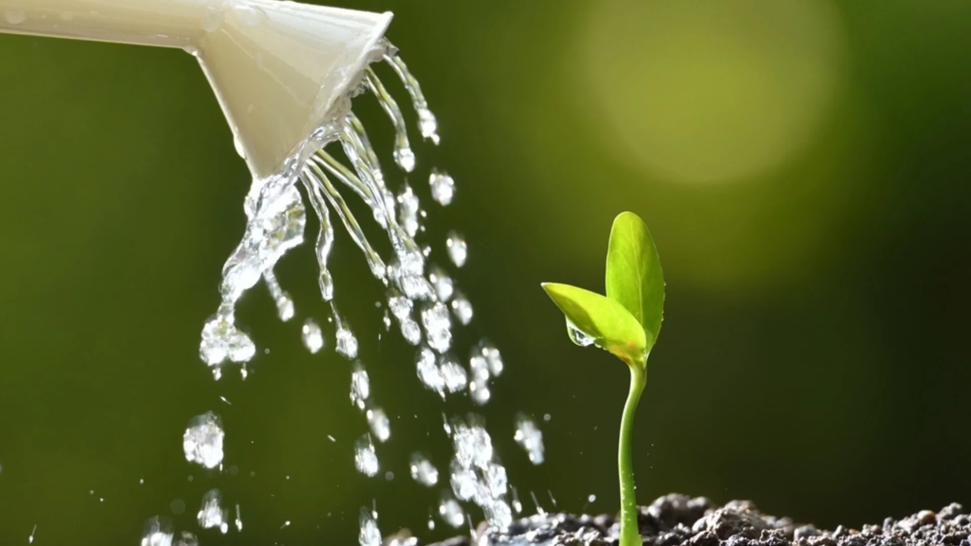 Как да засадите разсад на закрито в саксии