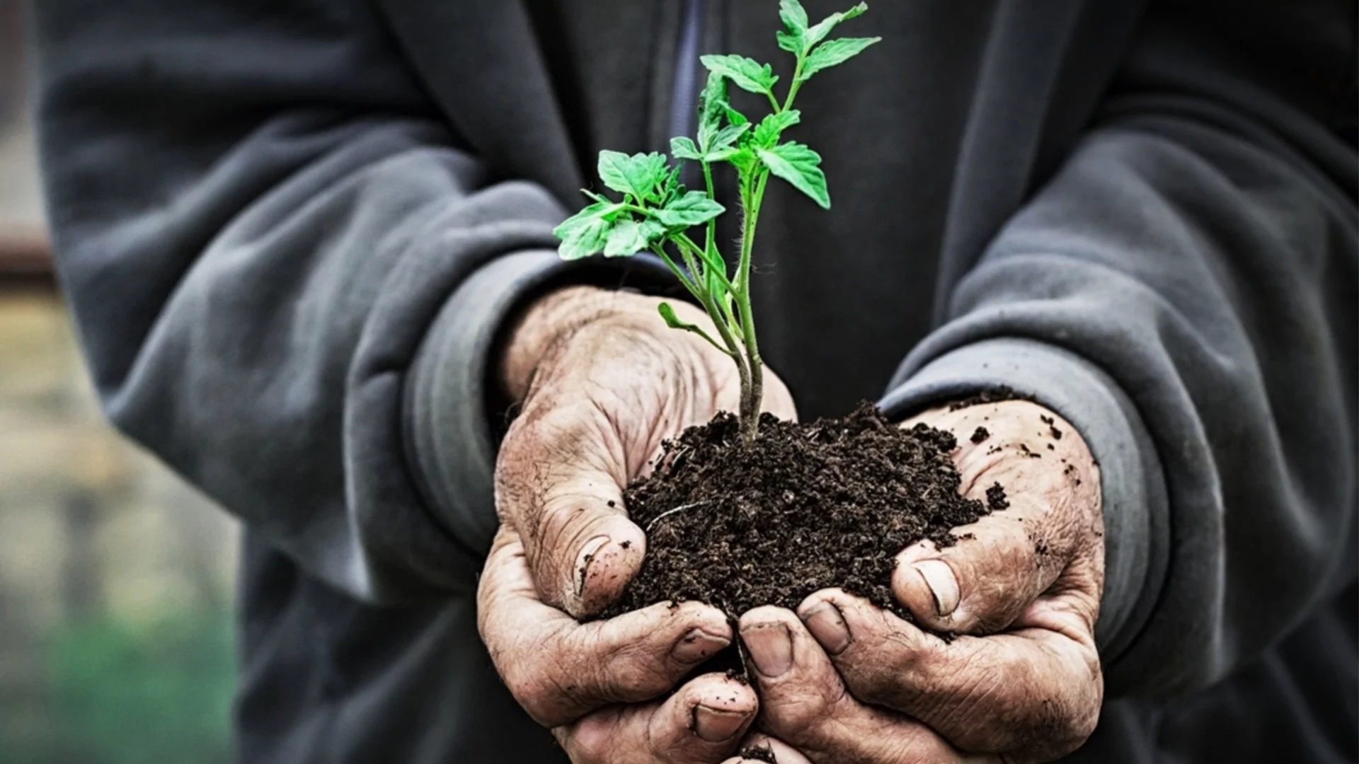 Кога и как да закалим разсада?