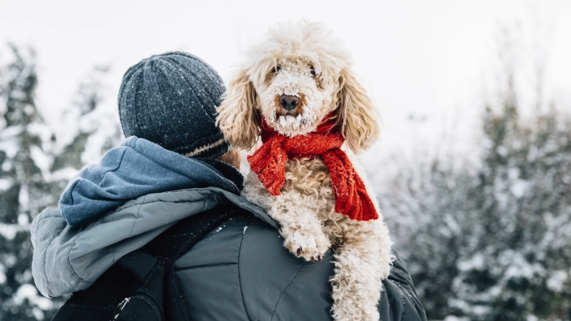 Може ли кучето да бъде вегетарианец и какви са рисковете?