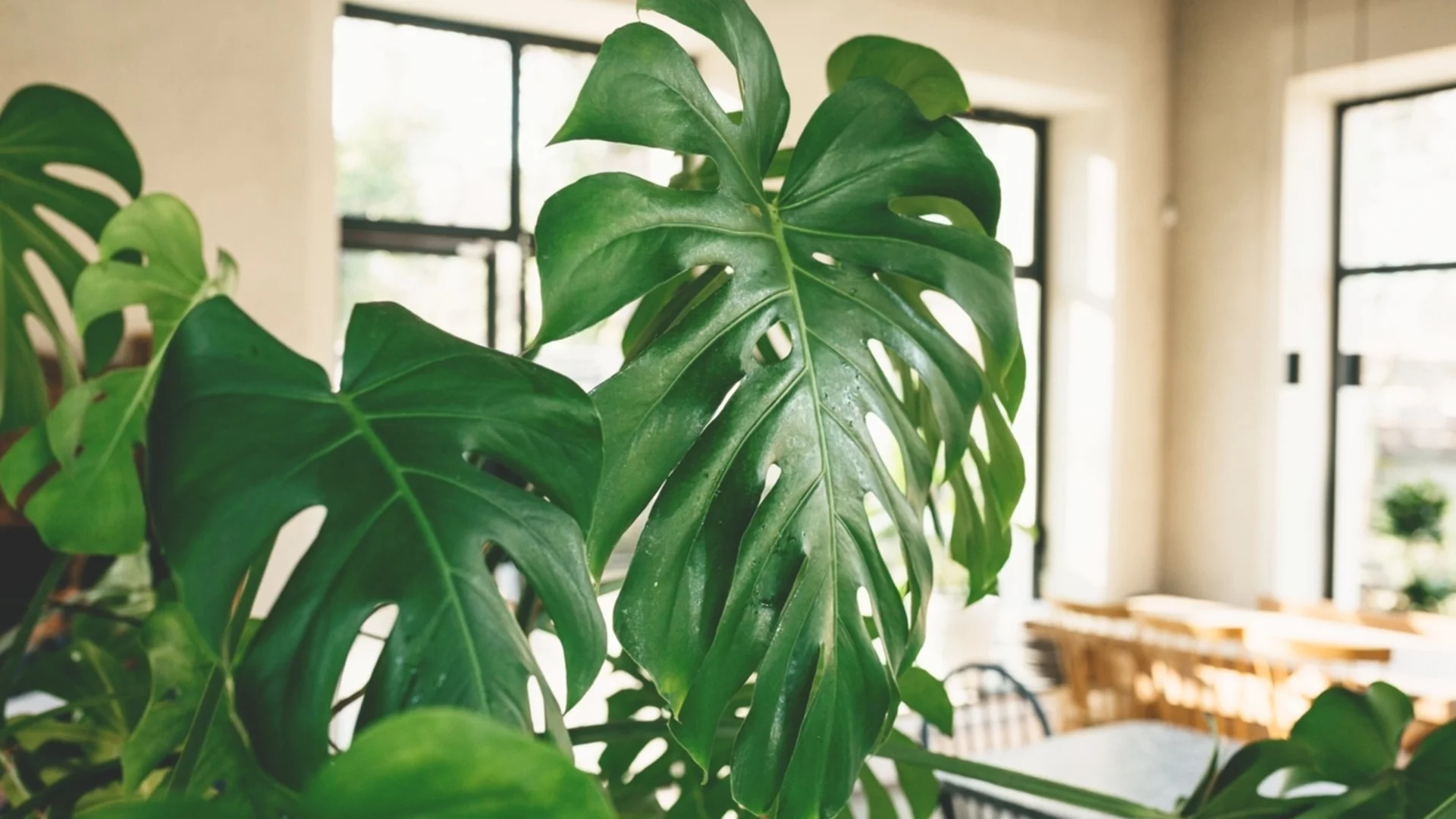 Най-красивите високи стайни растения