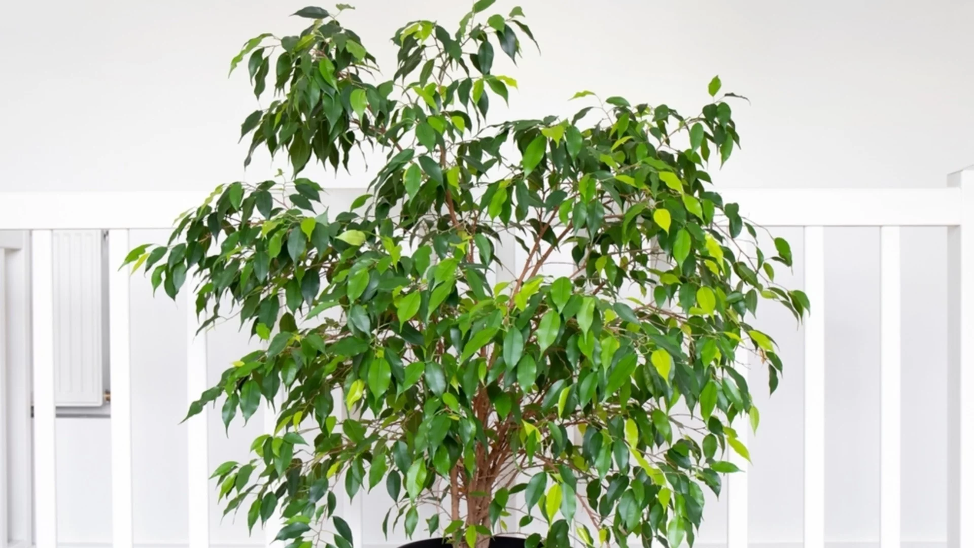 Най-добрите места в дома, където да поставите фикуса