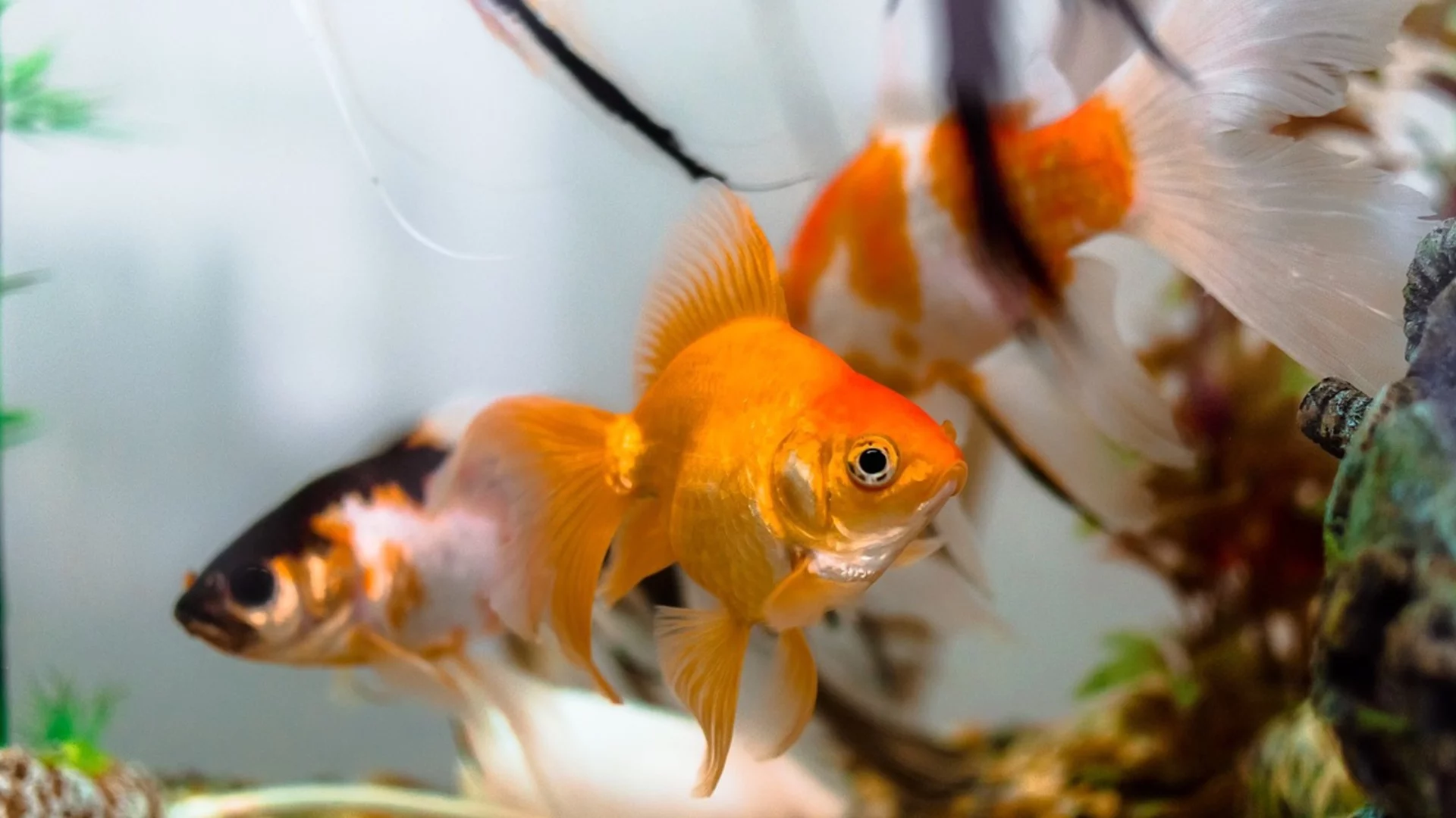 Хороскоп за днес, 10 февруари: Рибите ще намерят златната рибка, а Девите ще си останат с празни ръце