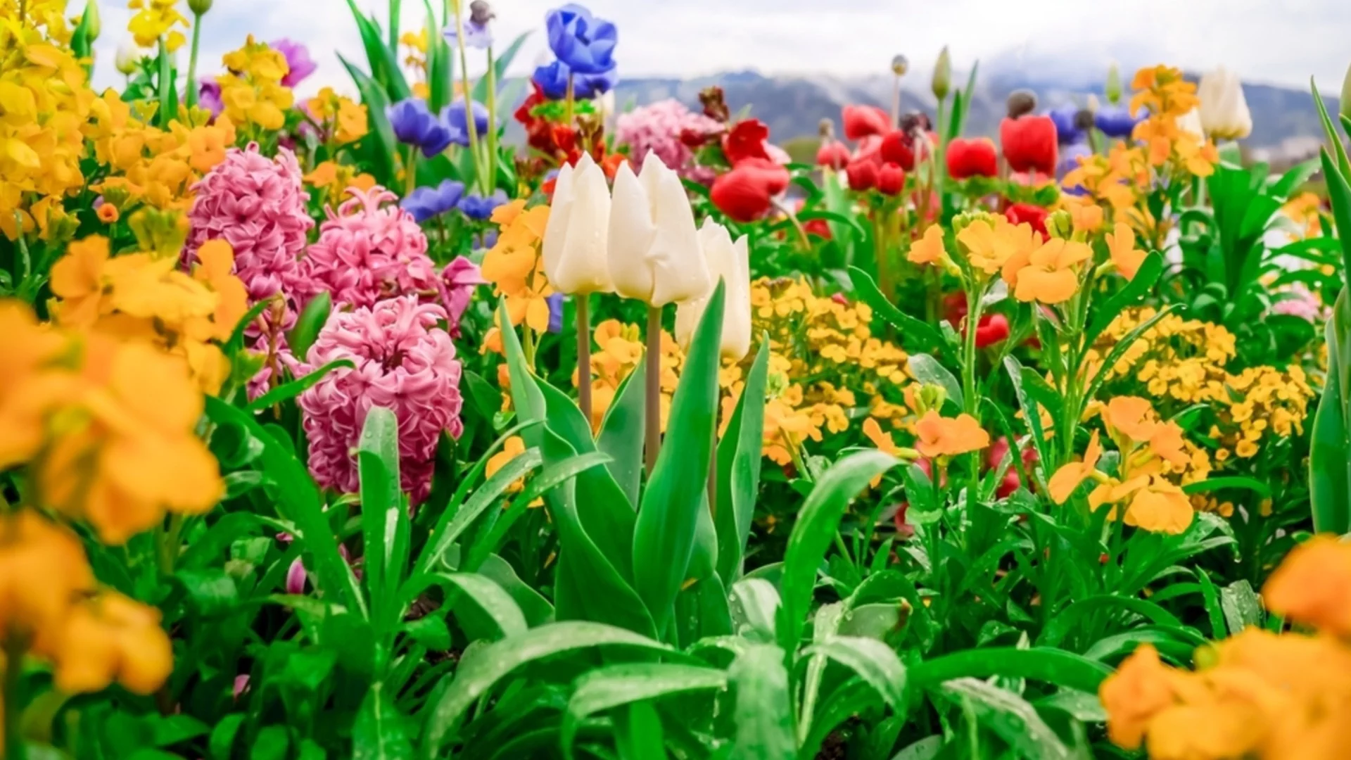 Най-добри многогодишни растения, които трябва да засадите през февруари