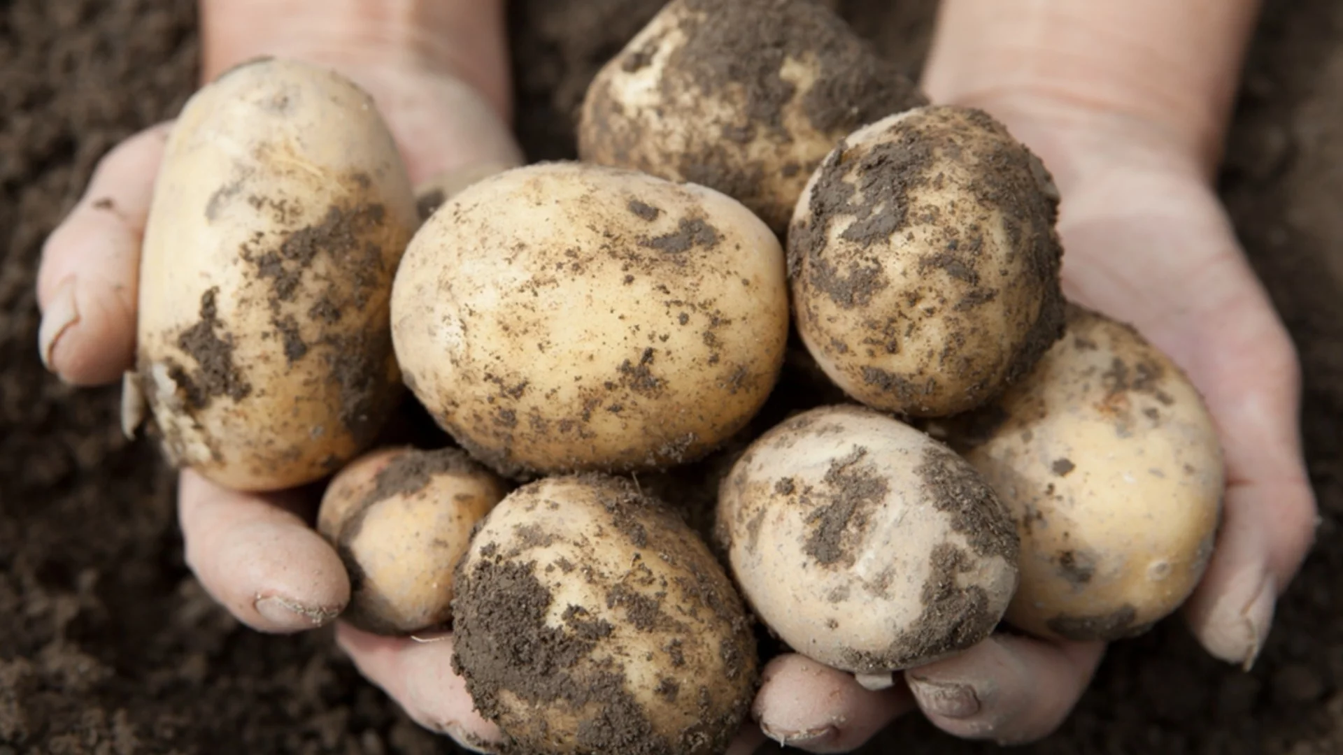 Как правилно да съхранявате картофи