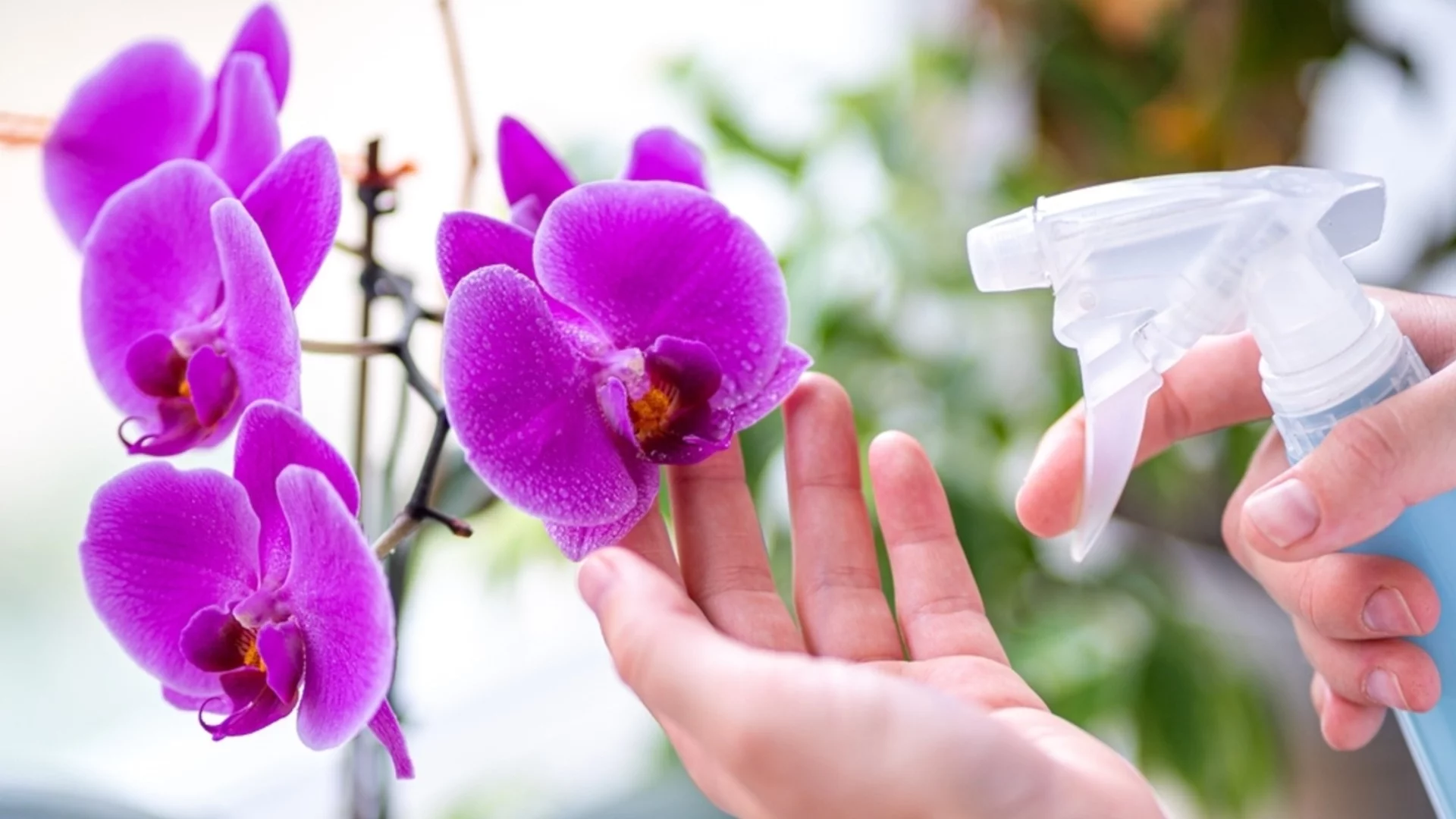 Трябва ви само 1 чаша от това - орхидеята и стапифилумът ще цъфтят както никога досега