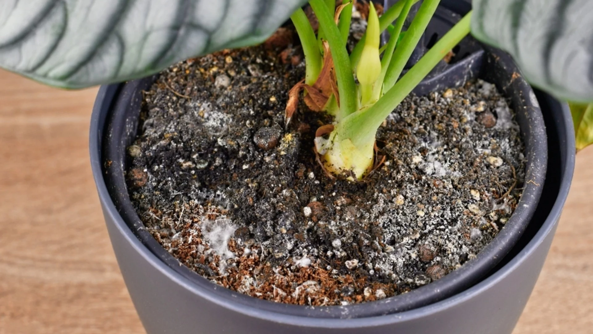 Имате мухъл в саксията? Продукт от кухненския шкаф ще ви отърве от него веднага!