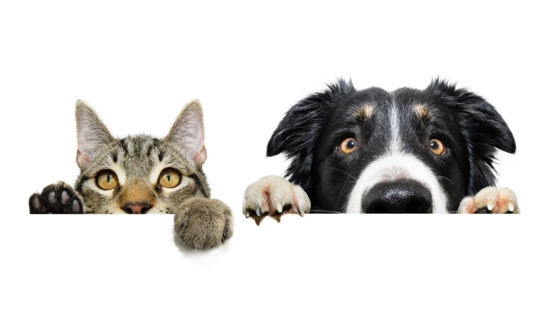 Домашните любимци могат да помогнат за разкриването на престъпления