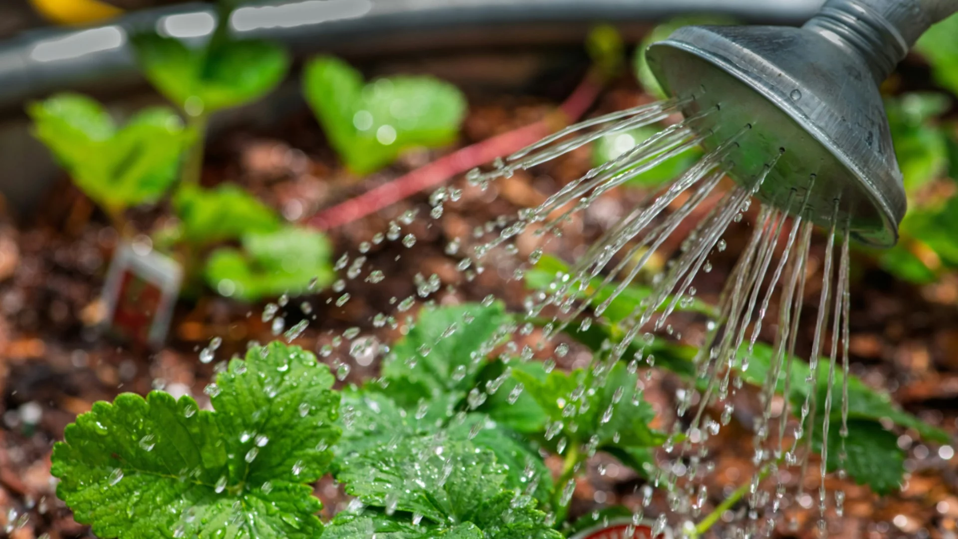 Трябва ли растенията в градината да се поливат през зимата