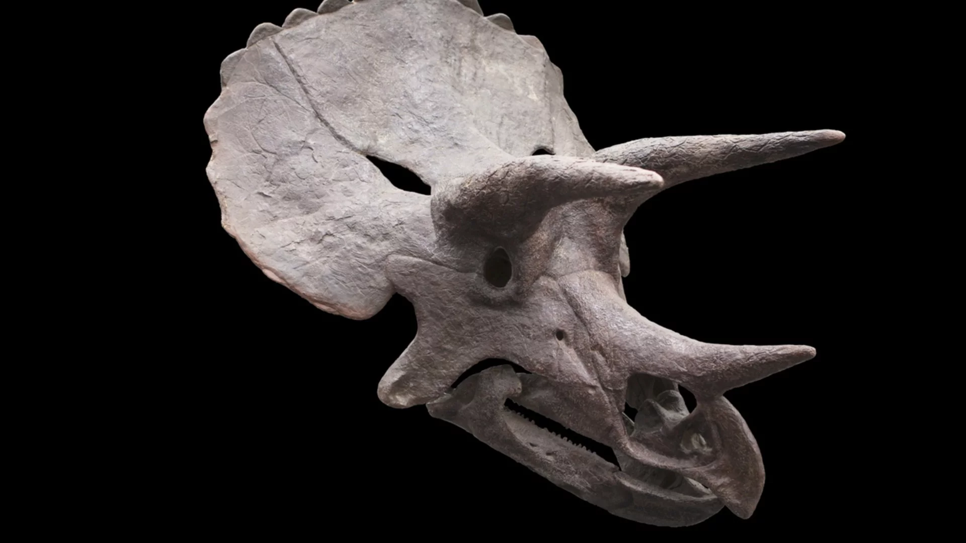 Невиждано: Откриха нов вид динозавър с бодли