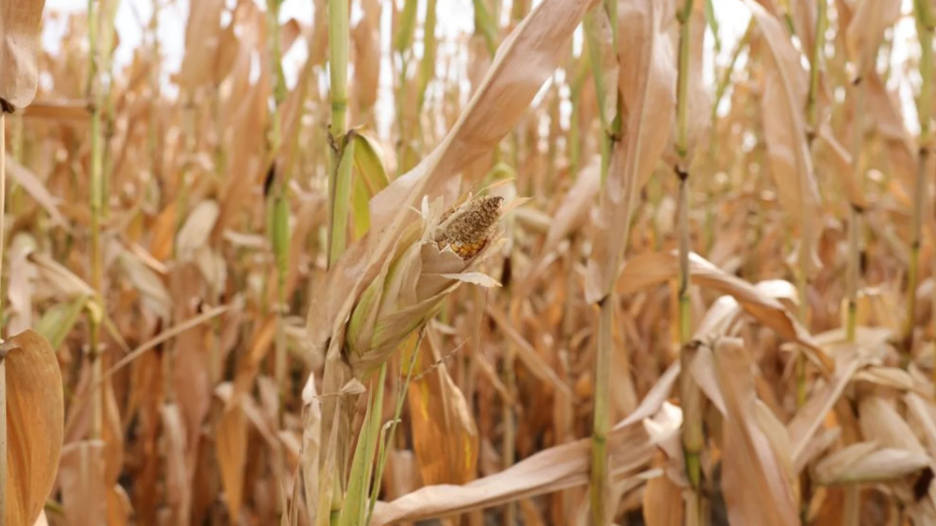 Заради опасен вредител: Тревога за реколтите от царевица и слънчоглед