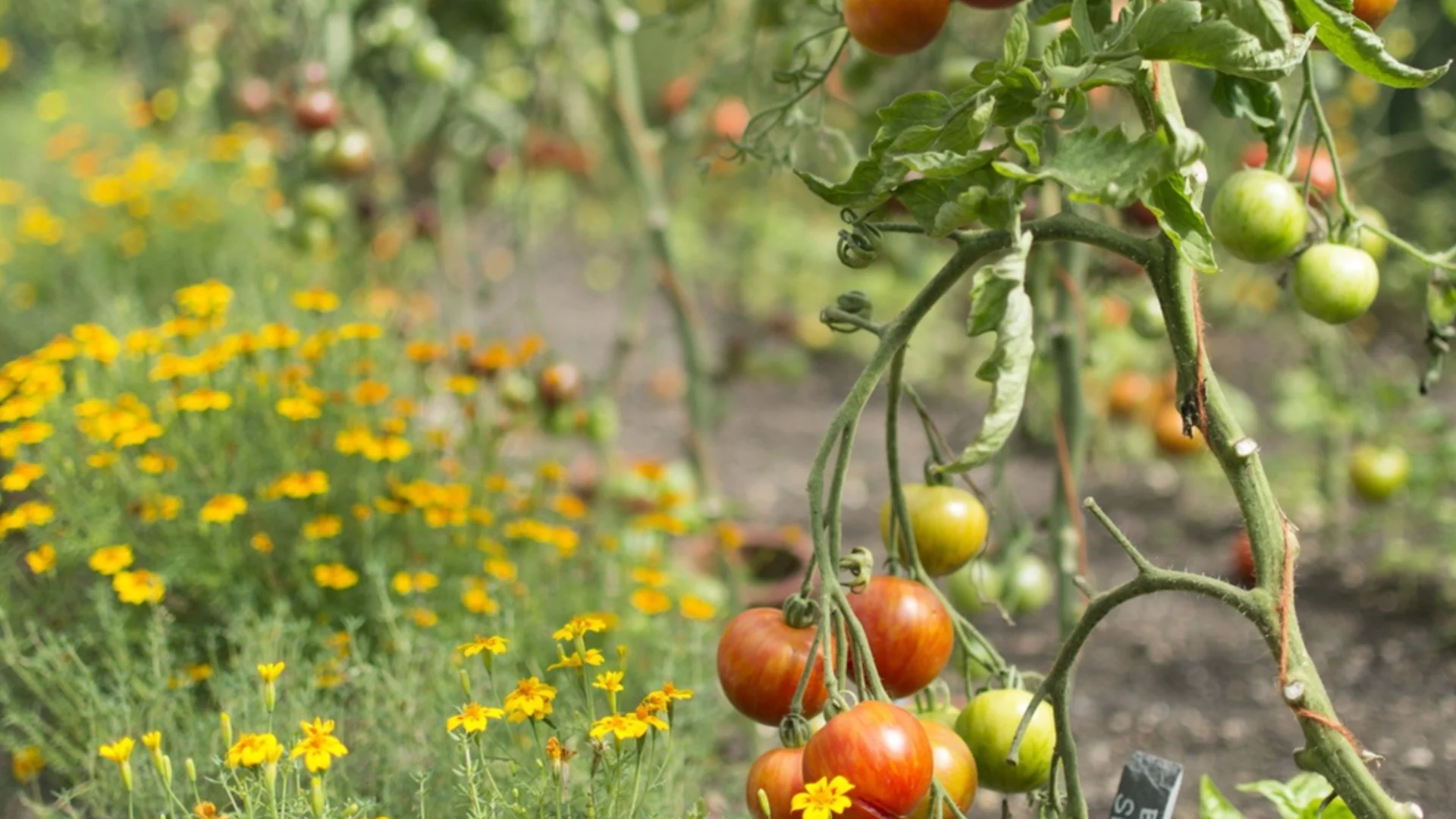 Засадете това цвете в градината си - то ще спаси реколтата от много вредители