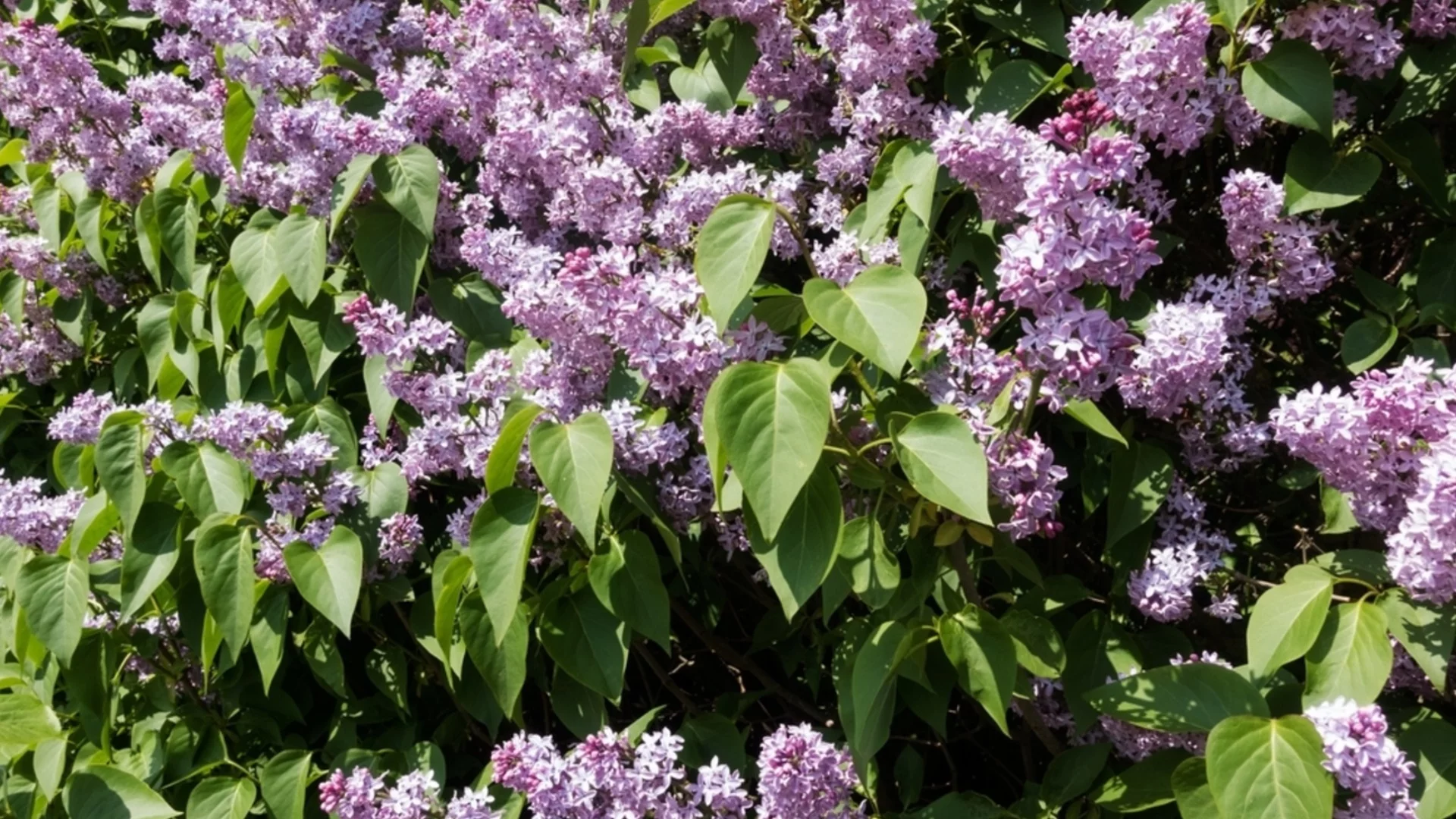 Трябва ли да подрязвате пролетно цъфтящи храсти през зимата 