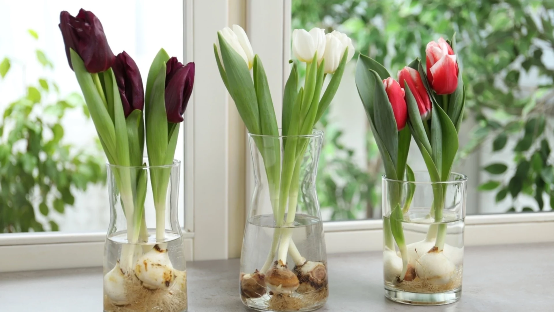 Как да разделяте луковиците на лалетата за повече пролетни цветове 