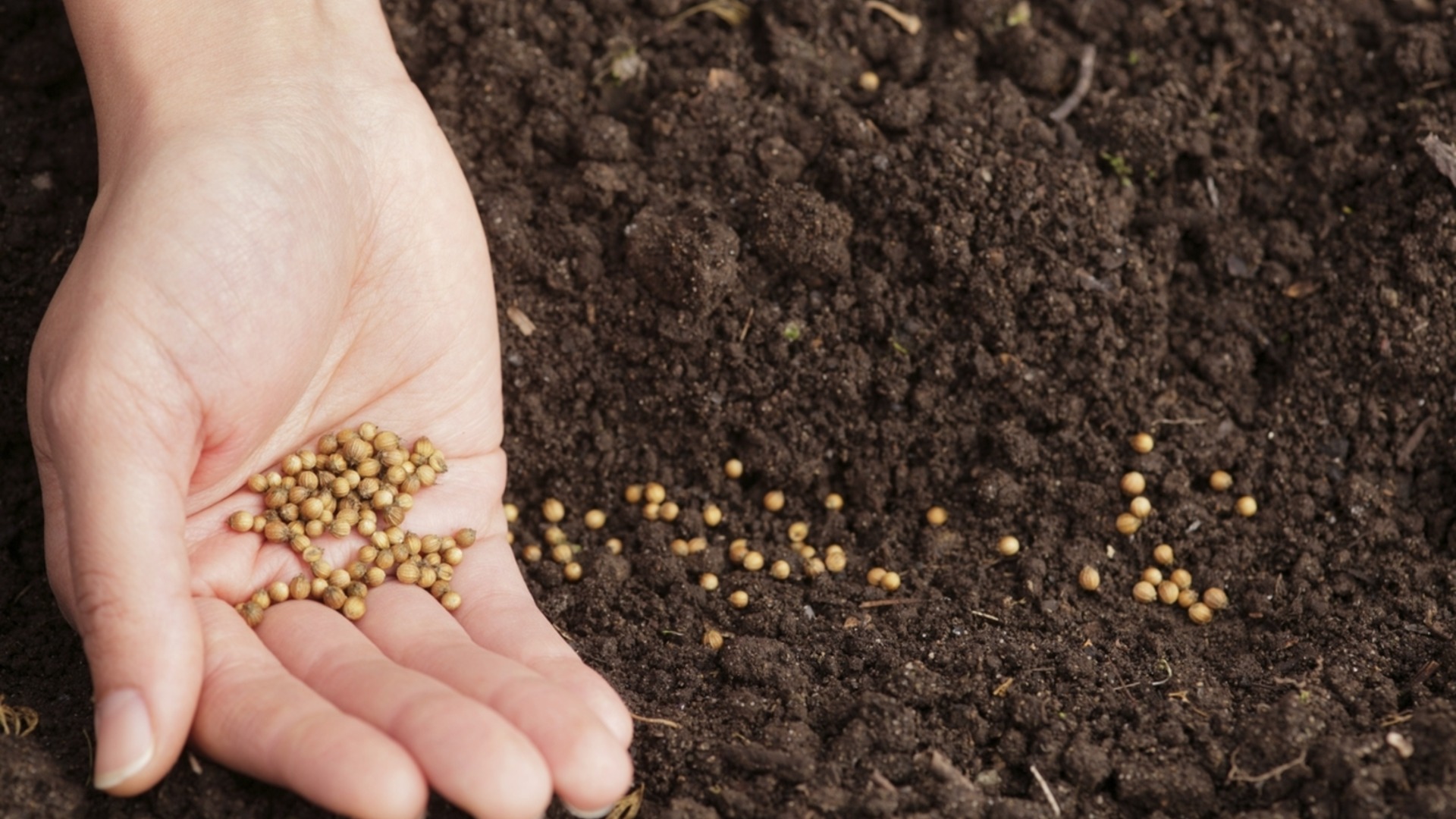 Тайната на опитните градинари: Как да накарате дори старите семена да покълнат (2 част)