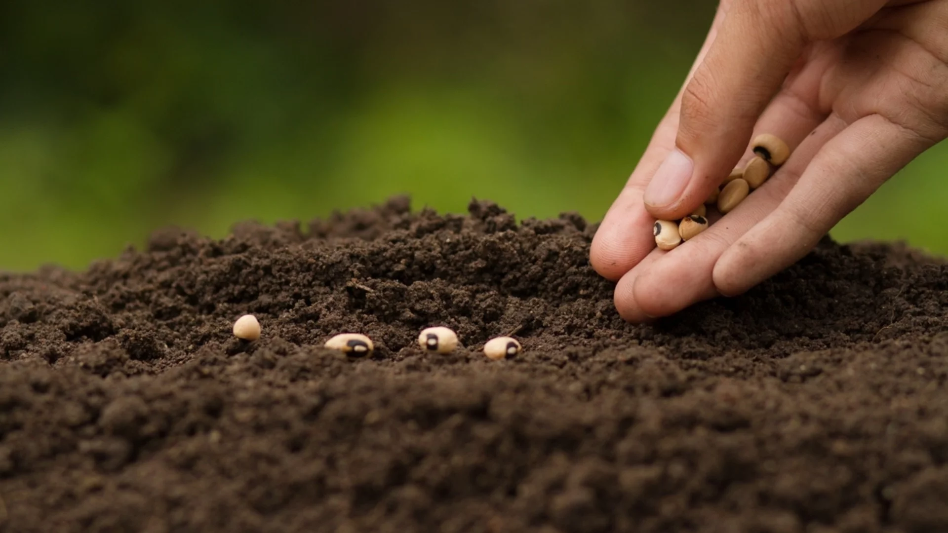 Тайната на опитните градинари: Как да накарате дори старите семена да покълнат (1 част)