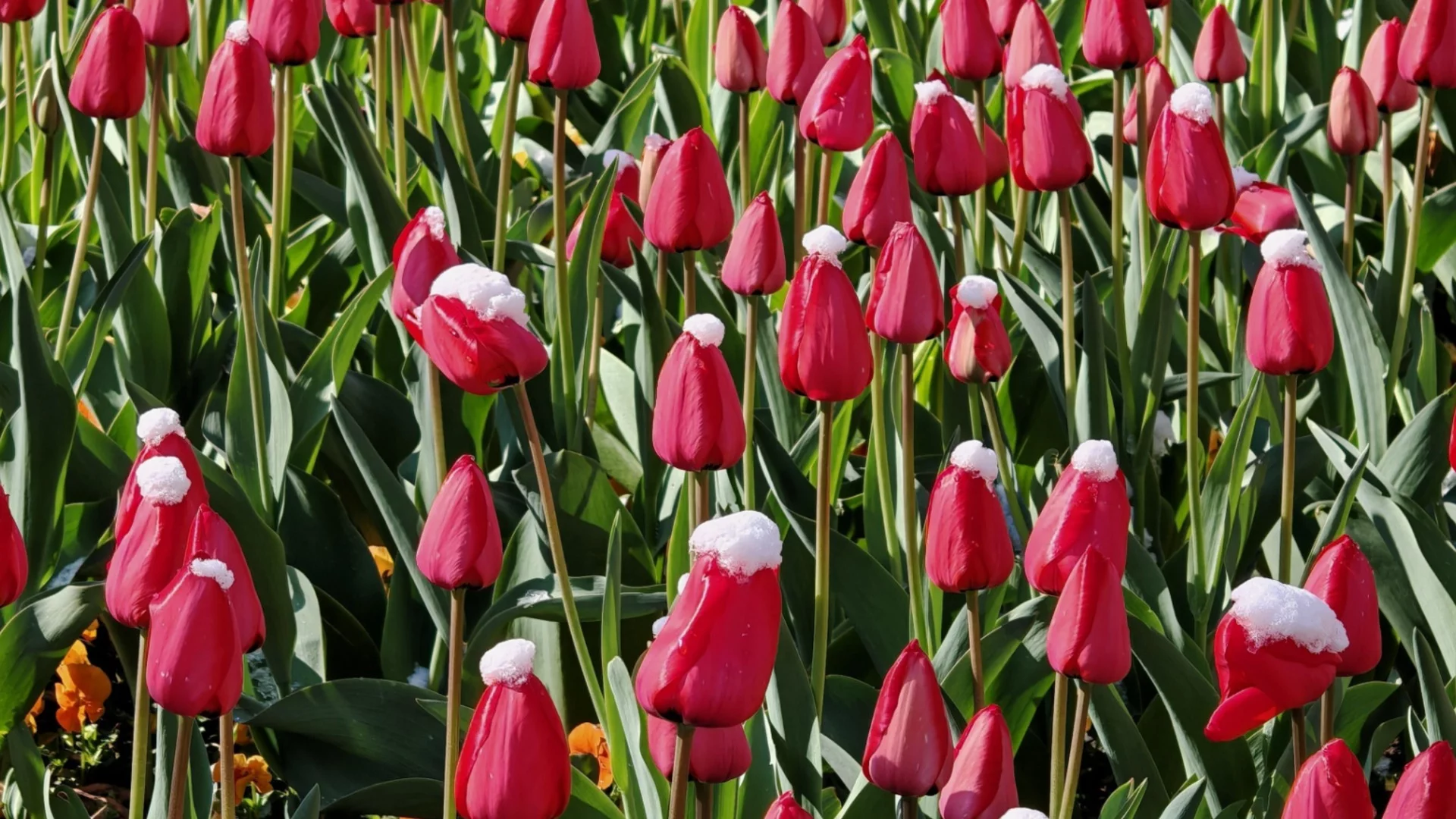 Това е най-добрата почва за отглеждане на лалета