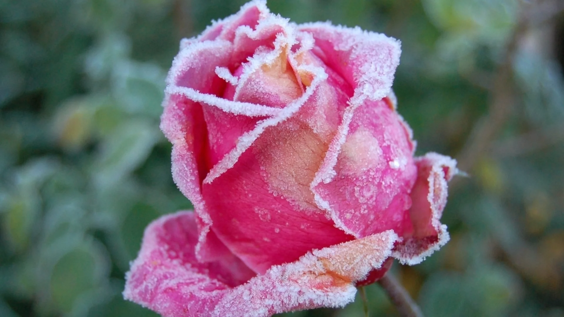 Как и кога да изкарате растенията от латентно състояние за пролетната градина