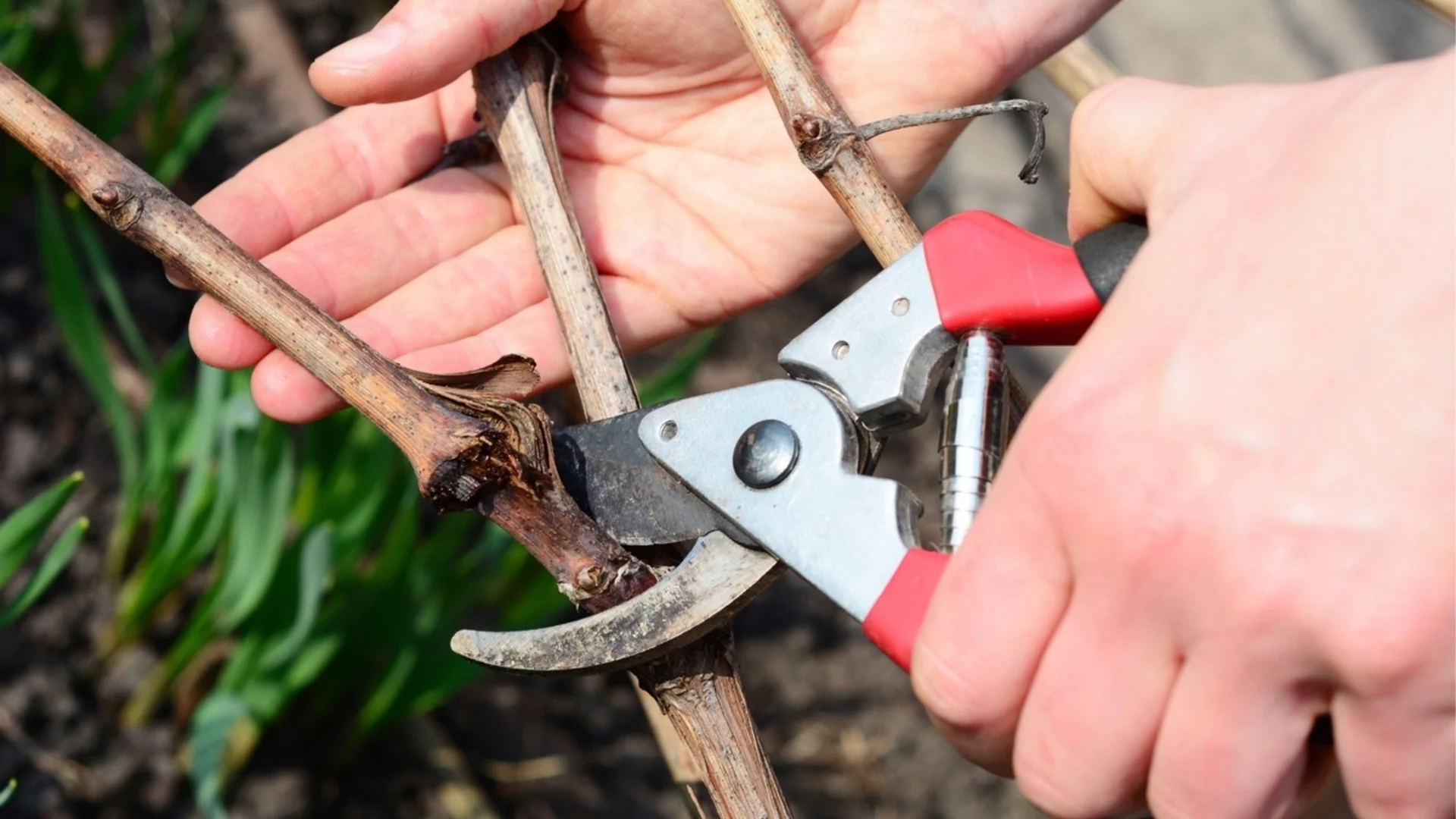 Храсти, които трябва да подрежете преди края на зимата 