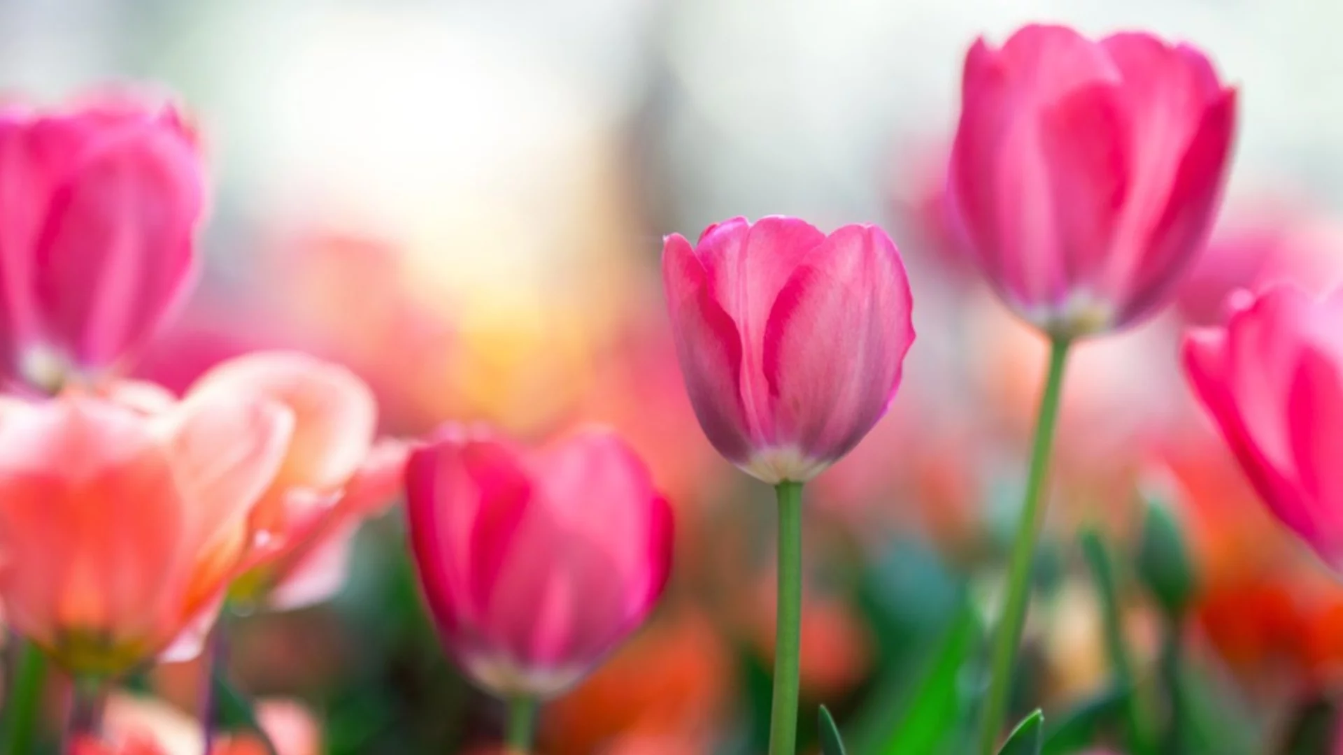 Как да поливате лалетата за приказна пролетна градина